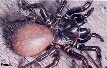Toowoomba funnel-web spider . Pająki w australii