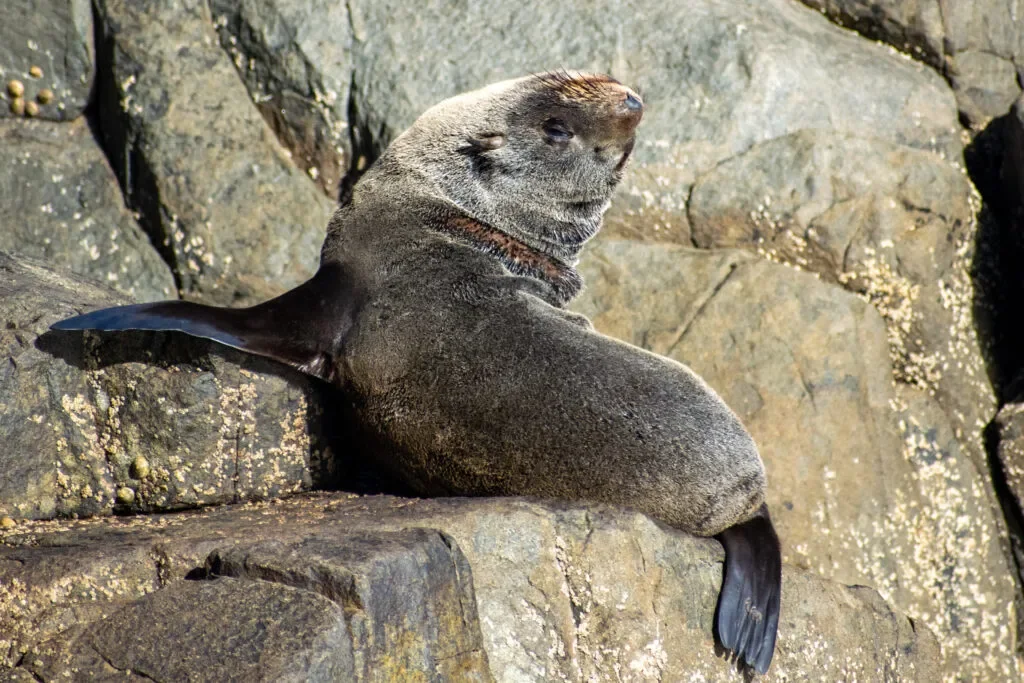 seal-tasmania.jpg.webp