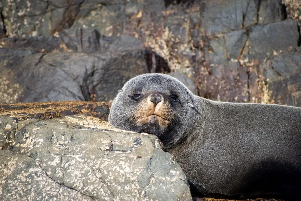zwierzęta-w-australi-foka-tasmania.webp