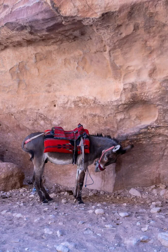 petra-a-traktowanie-zwierzat-petra-jordania