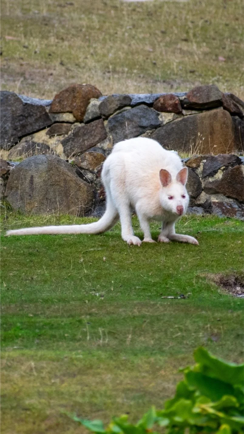 podroz-do-australii-niebezpieczne-zwierzeta