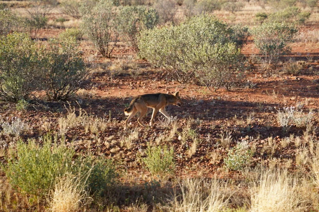 zwierzeta-australii-pies-dingo.webp