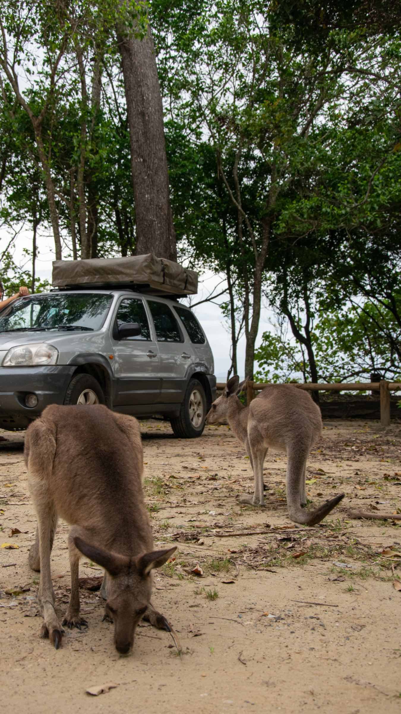 camping-kangury-trasa-brisbane-cairns-gotowy-plan-podrozy