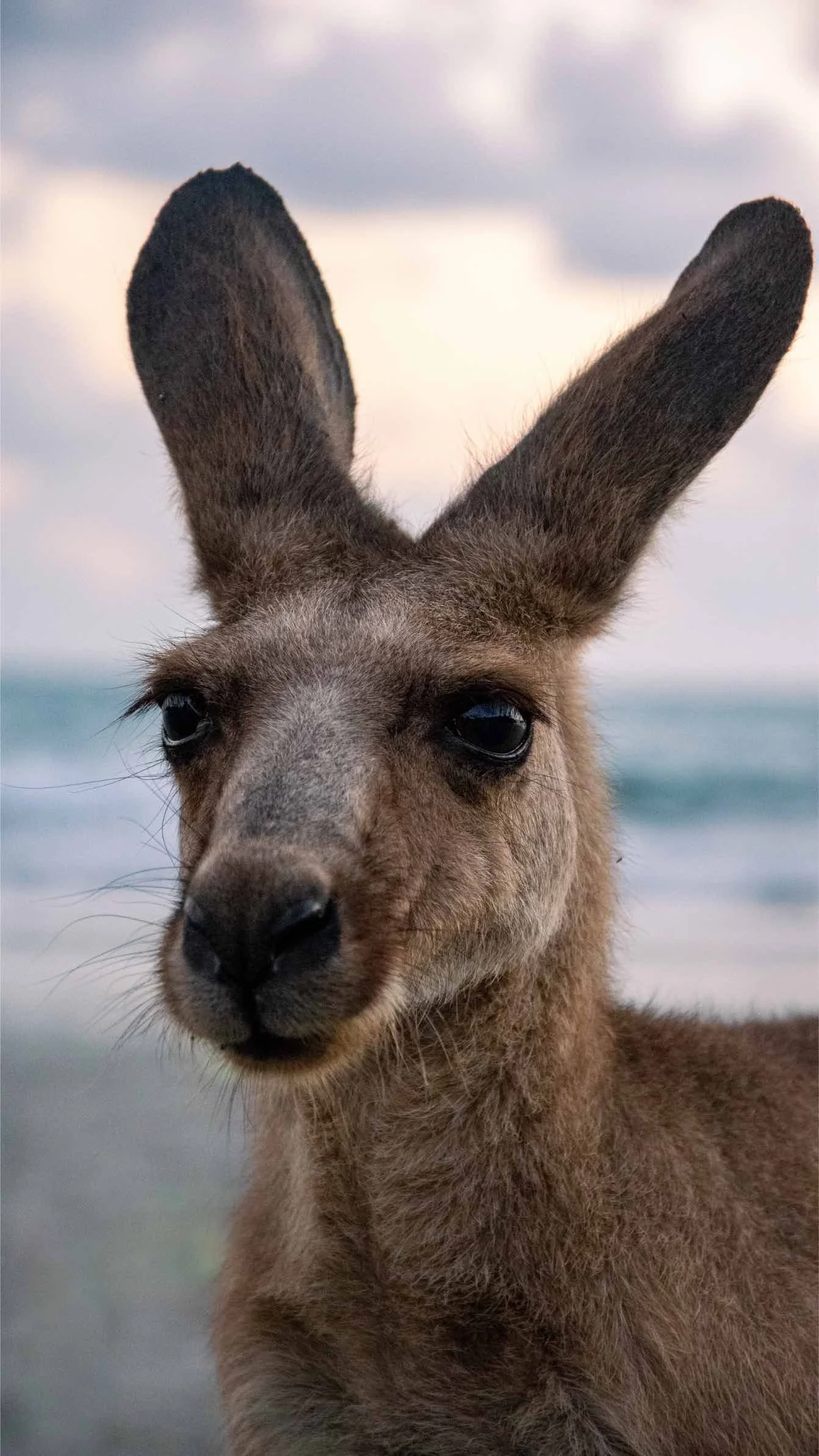camping-z-kangurami-australia-ebook