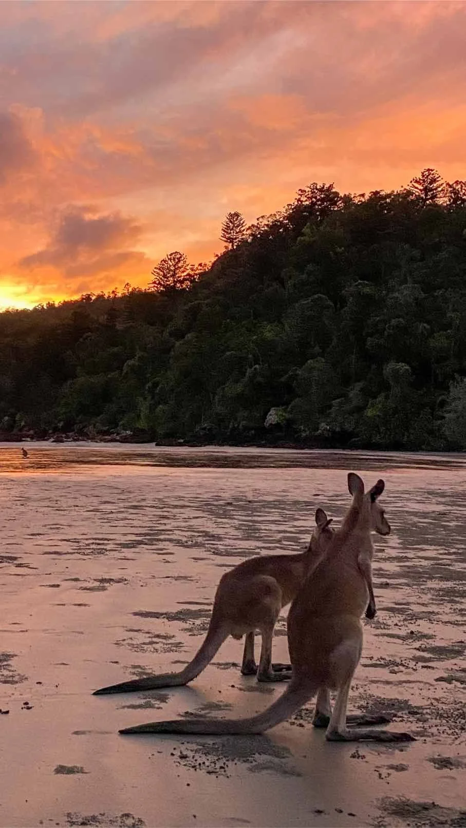 cape-hillsborough-australia-trasa-brisbane-cairns