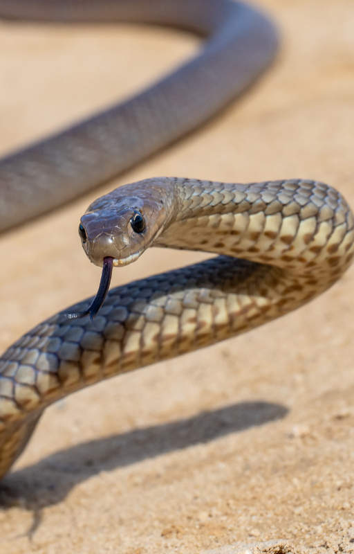 weze-w-australii-blog-podrozniczy