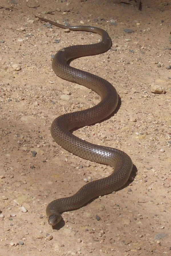Szczególnie agresywny z węży Australii – Easter brown snake. Węże w Australii