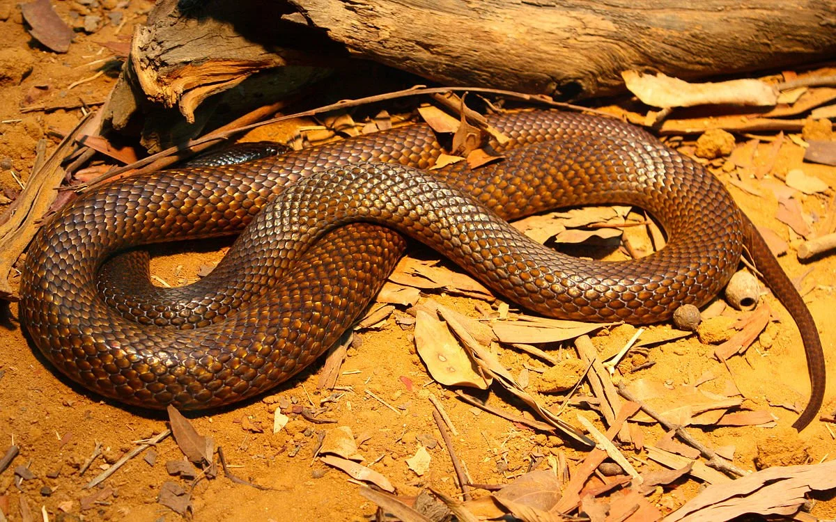 Szczególnie agresywny z węży Australii – Easter brown snake. Węże w Australii