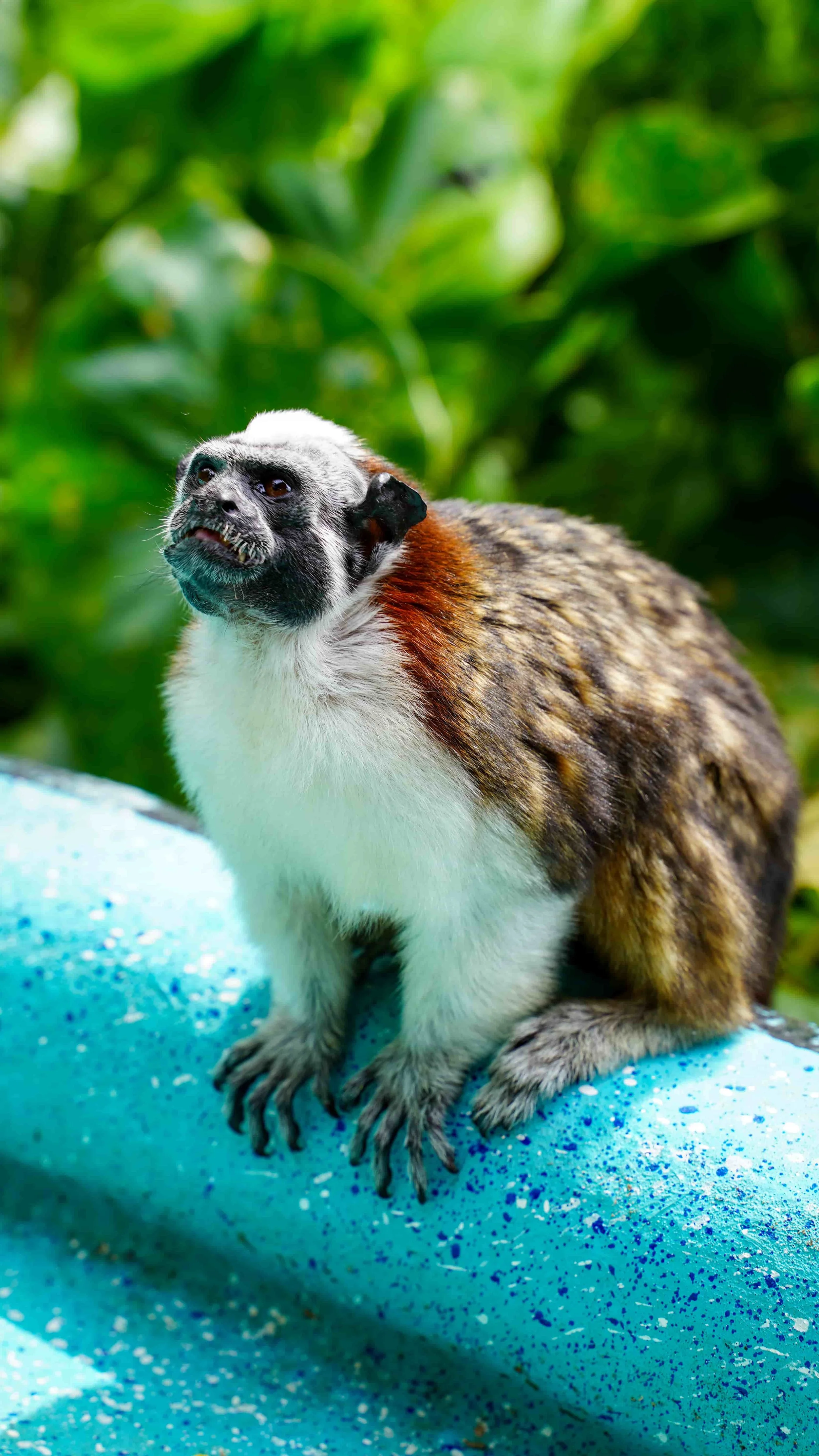 podroz-przez-ameryke-srodkowa-wyspa-malp-panama-city.jpg
