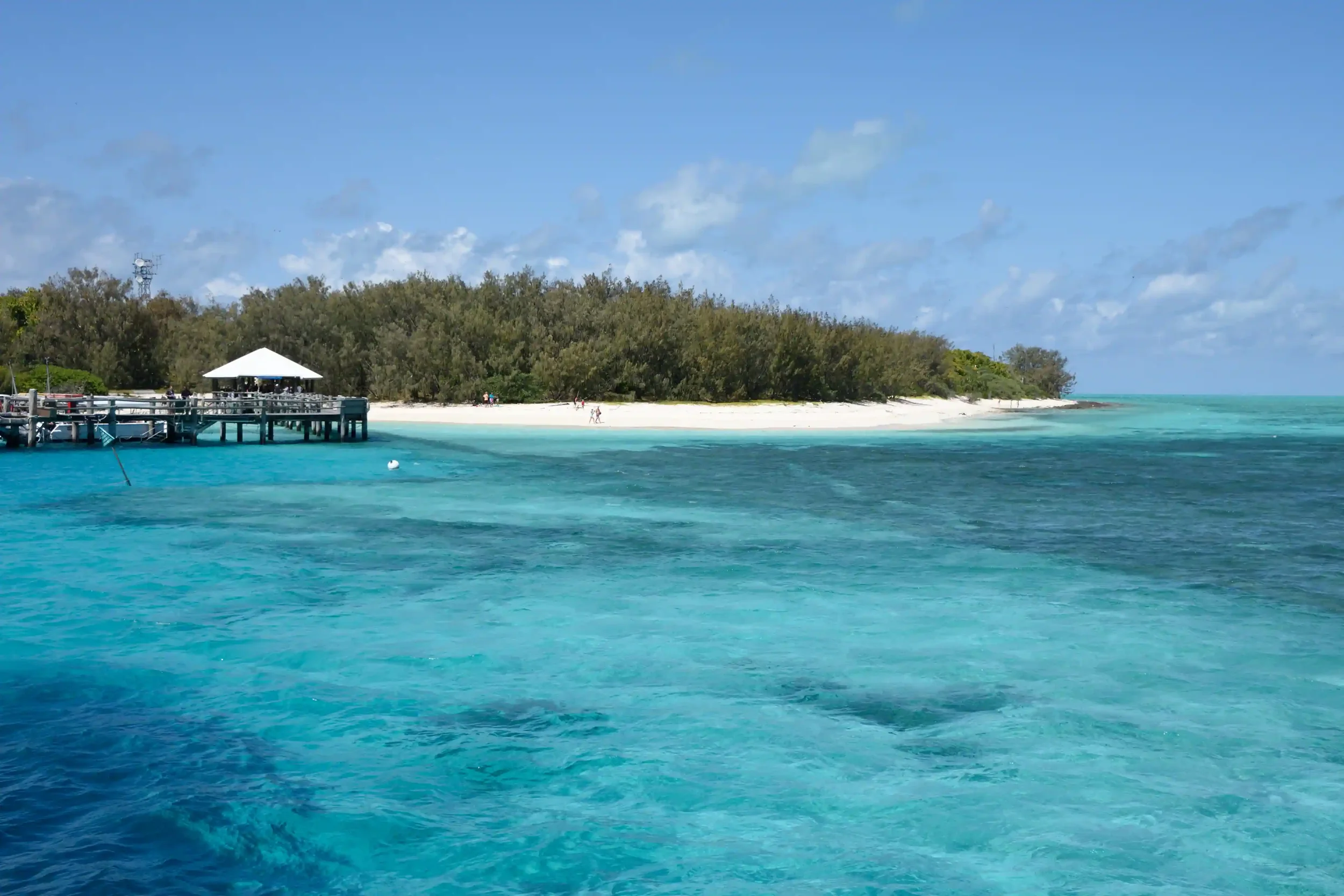 heron-island-co-zobaczyc-w-australii.webp
