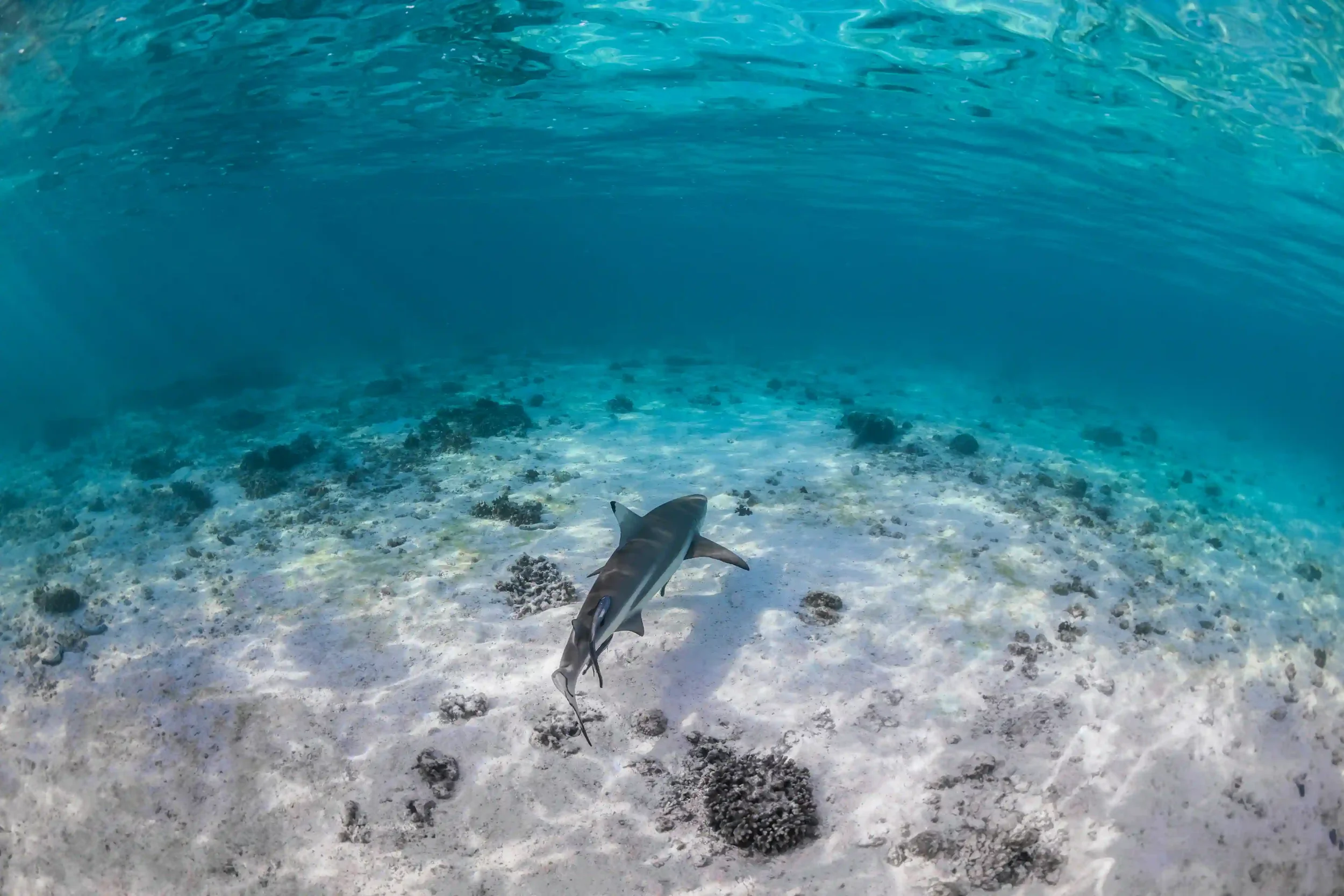 wielka-rafa-koralowa-heron-island-australia.webp