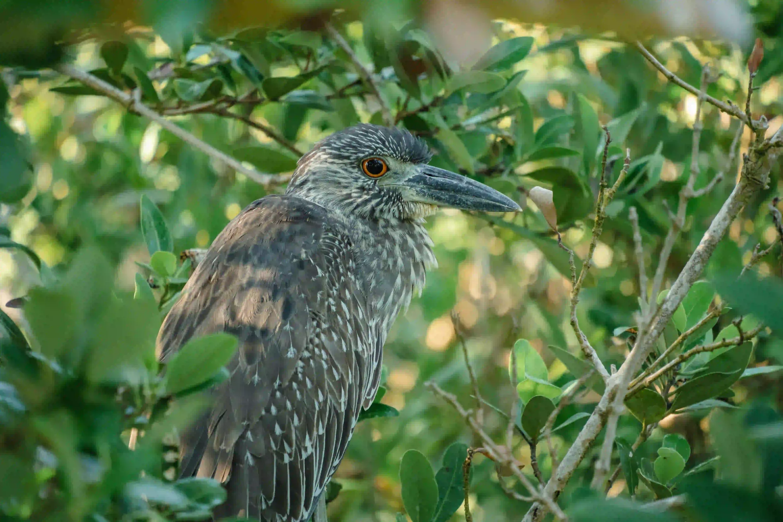 zwierzeta-w-australii-heron-island-ptaki.webp