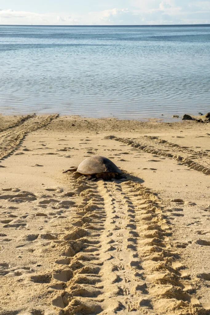 australia żółwie na Heron island