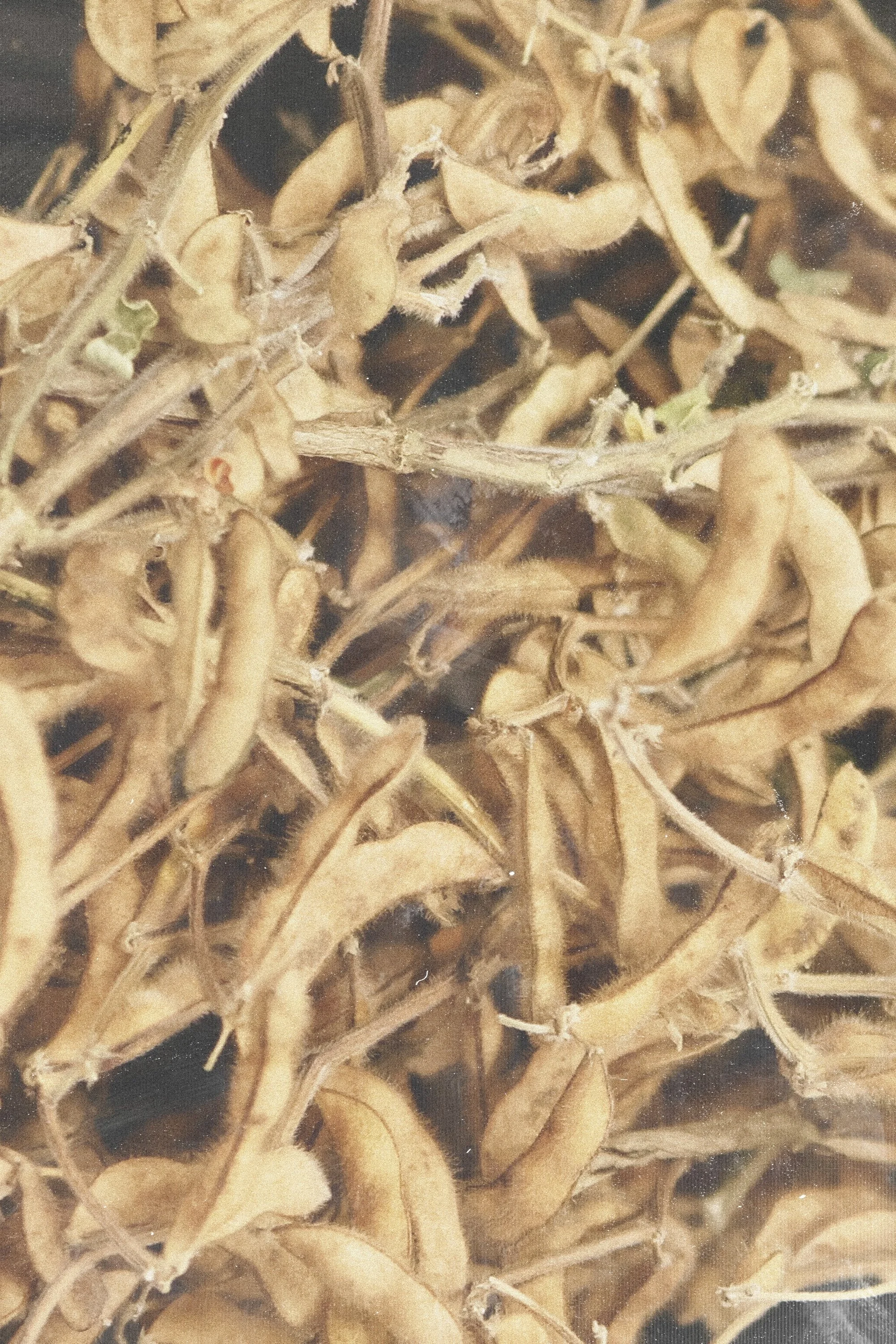 Close-up of dried seed pods and stems