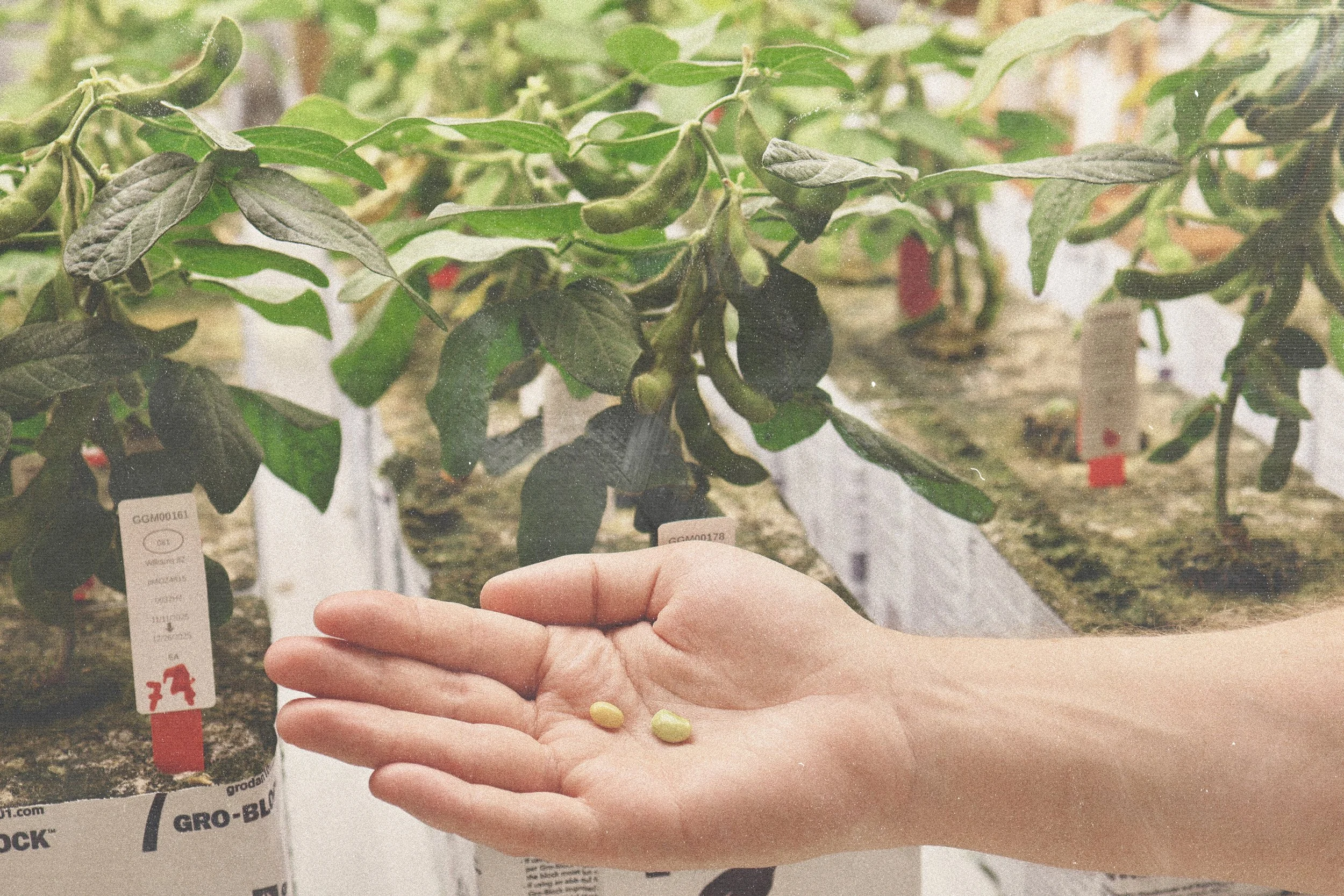 A person's hand holding two yellow seeds in front of potted plants growing in a greenhouse.