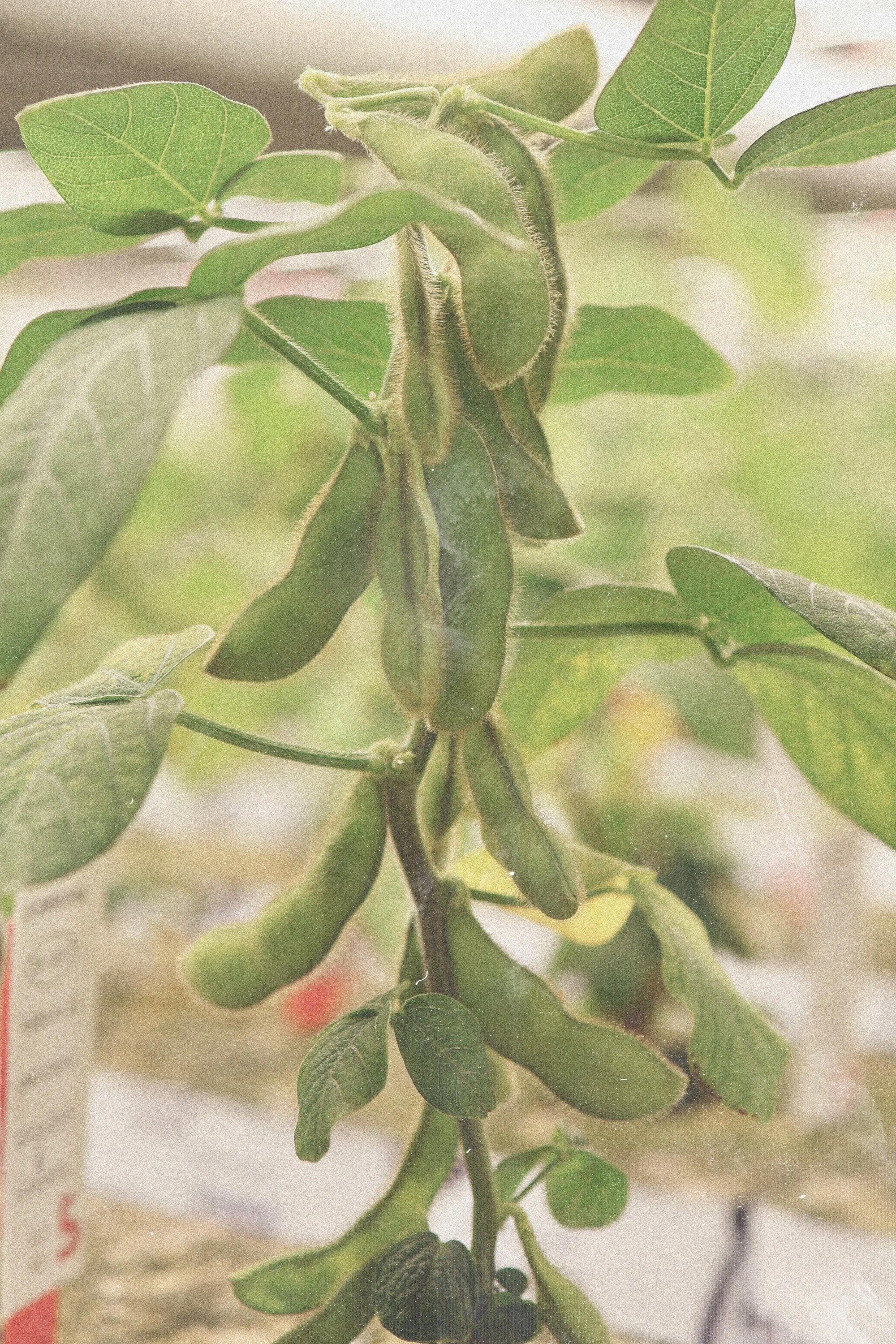Close-up of a soybean plant with green soybeans growing on the vine and green leaves surrounding the pods.