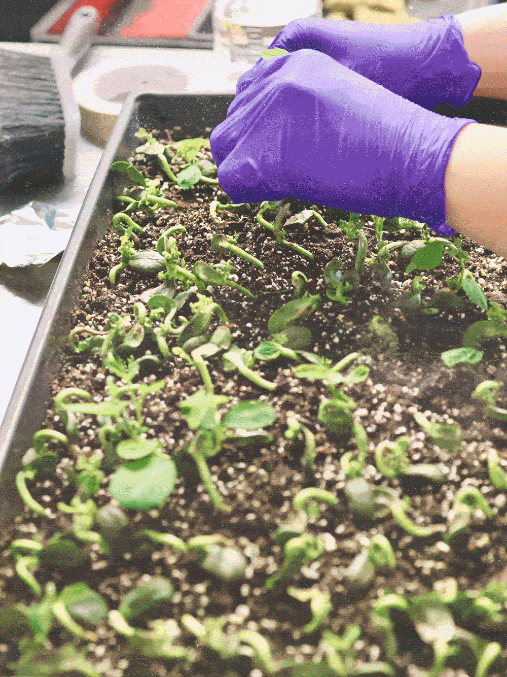 Person wearing purple gloves planting green seedlings in soil in a tray.