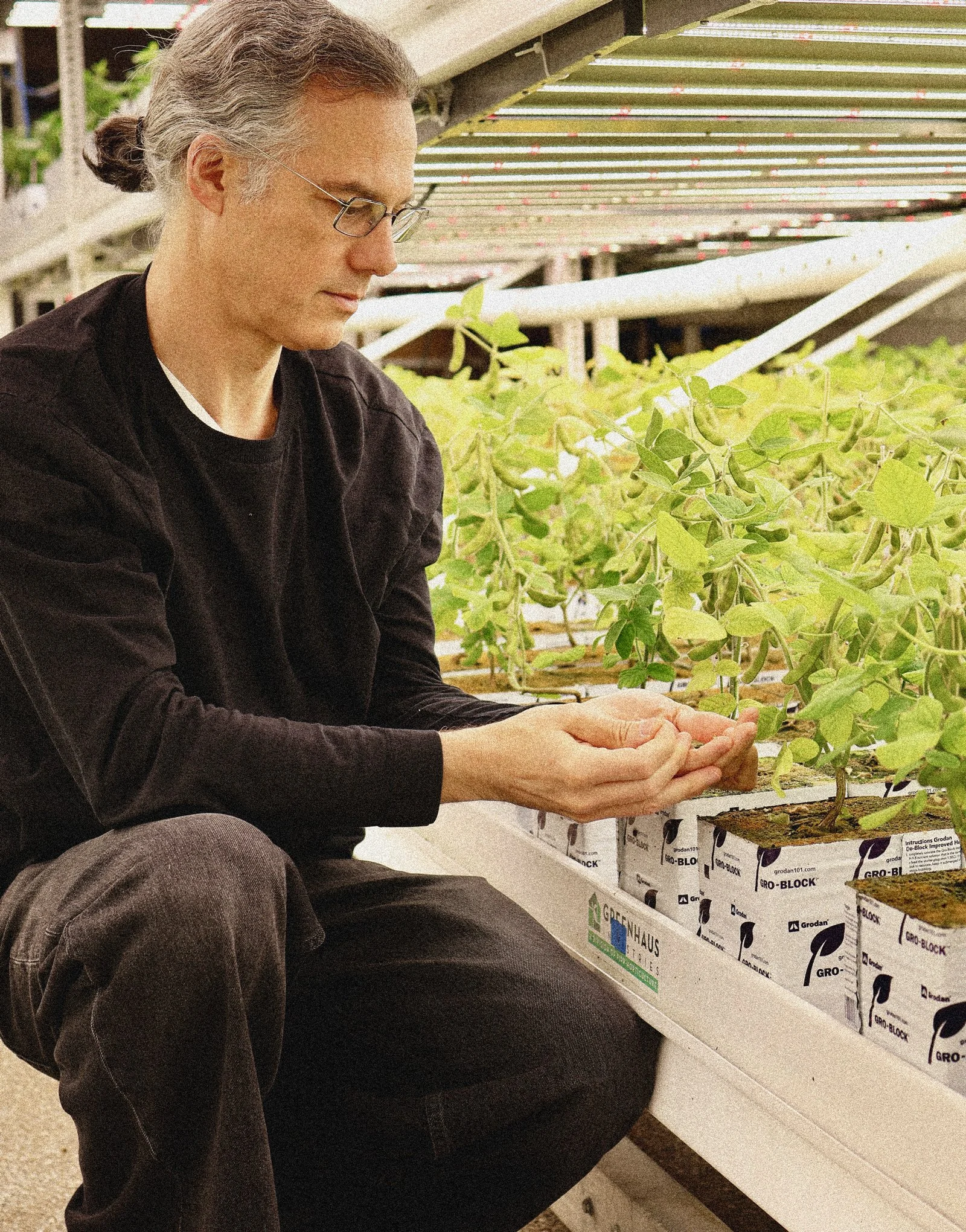 A person with gray hair and glasses crouches down examining plants in a greenhouse, with rows of potted plants in the background.