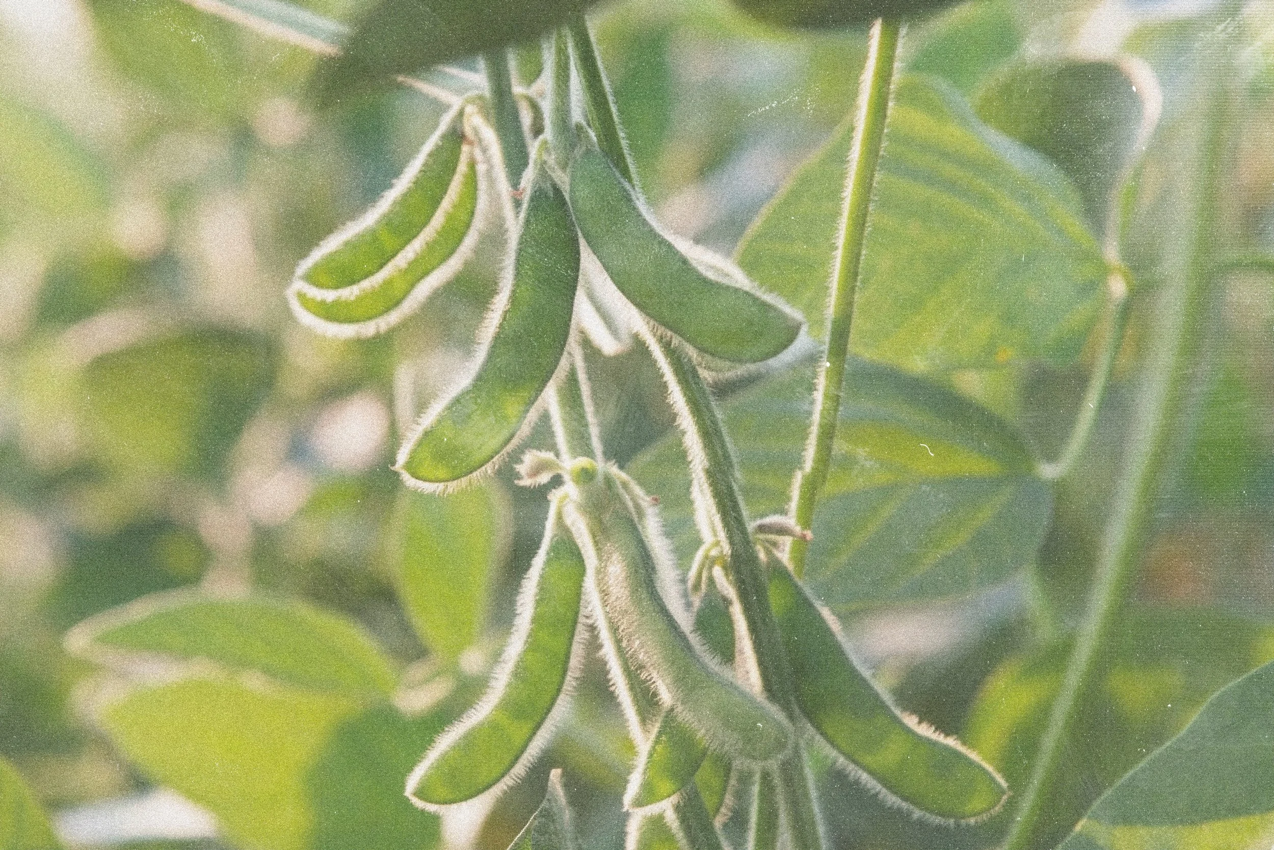 Close-up of green soybean pods and leaves with a soft focus and natural sunlight.