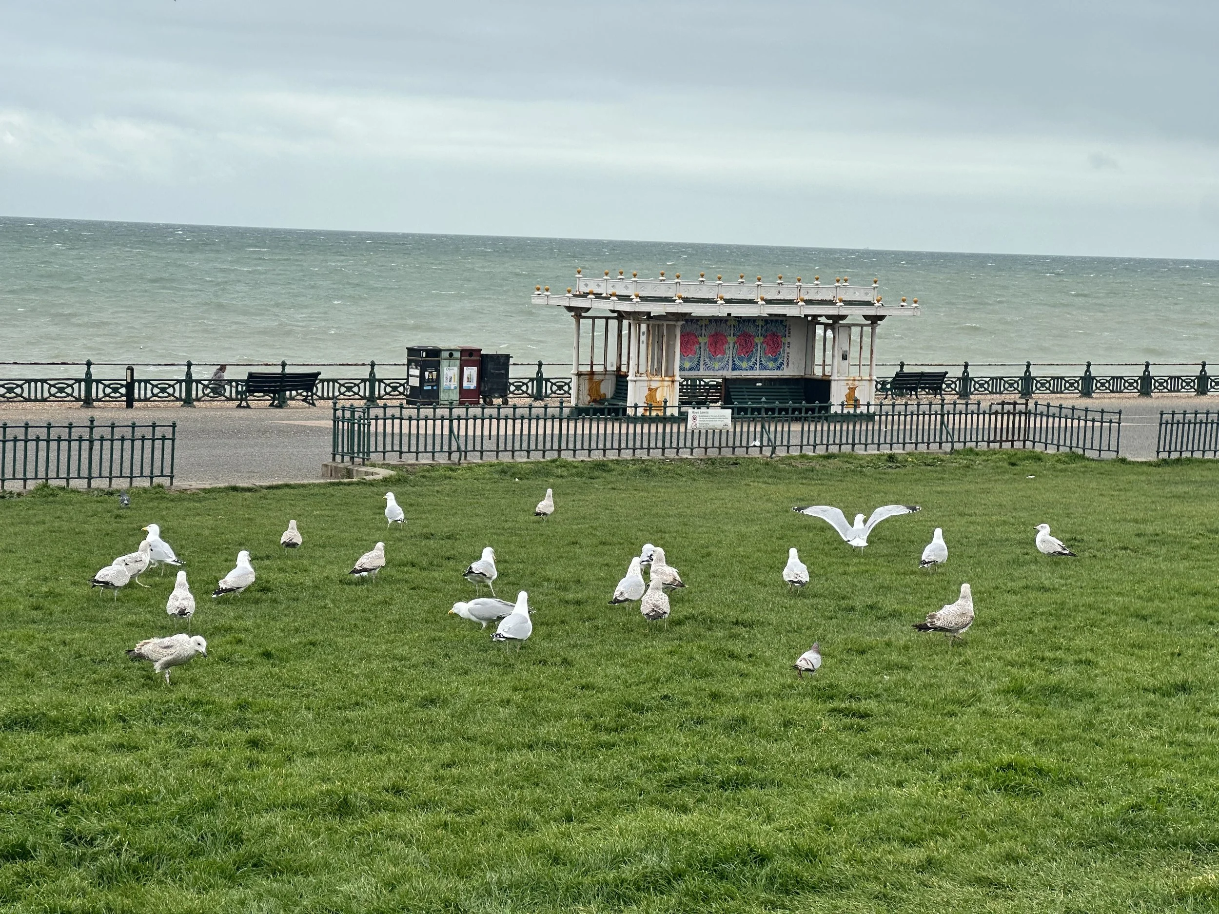 Seagulls on a green lawn in front of a Victorian seafront shelter and the English Channel in Brighton.