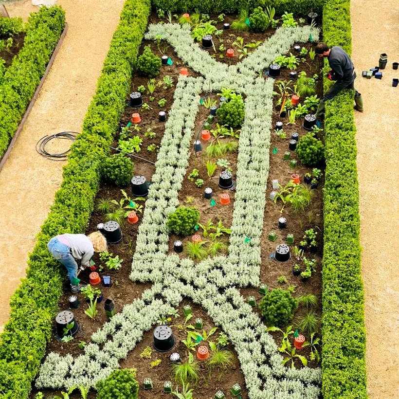 Two people planting flowers in a rectangular flower bed with a complicated irrigation system feeding the white plants and a green hedge pathway.