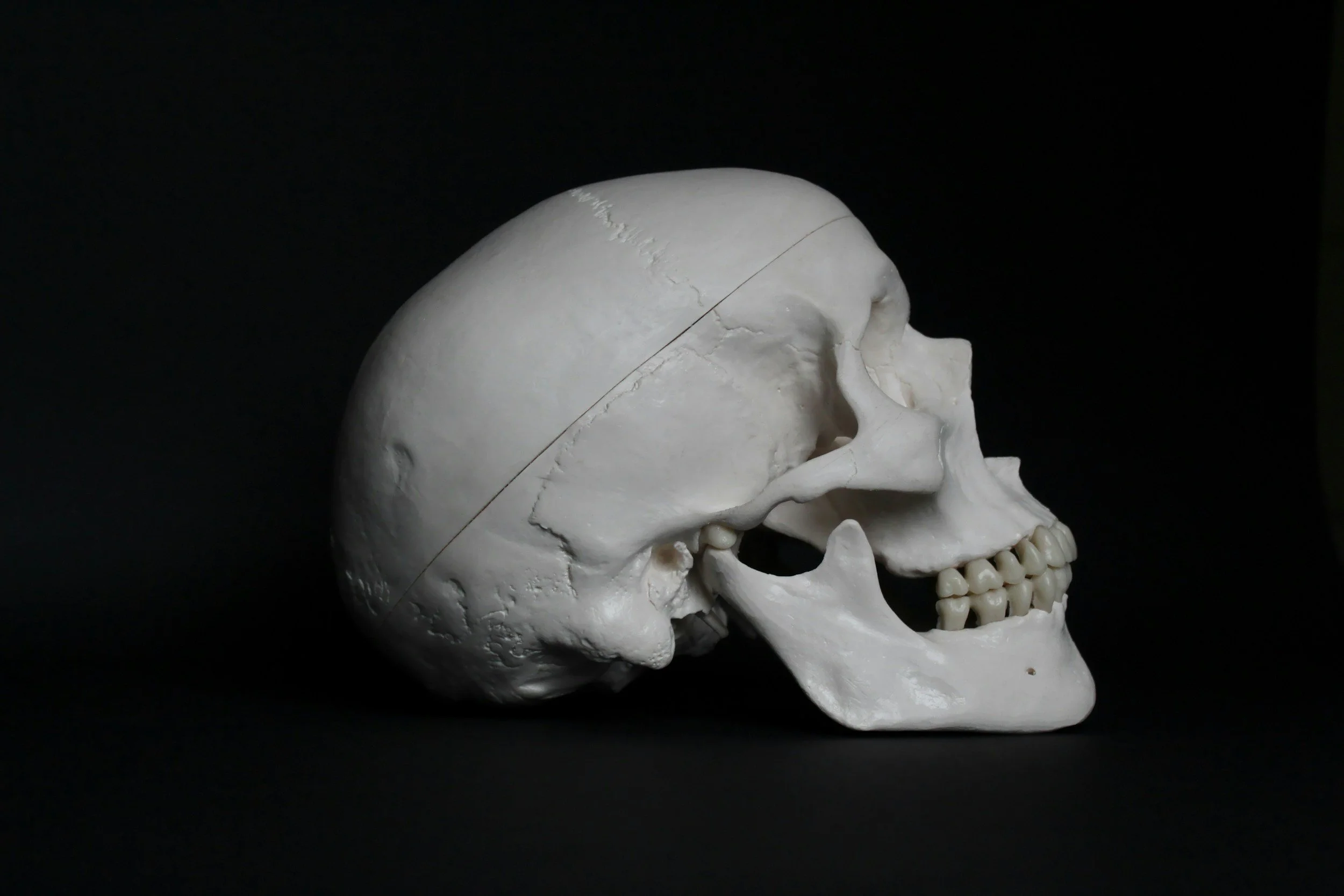 A white human skull model resting on a black surface with a black background.