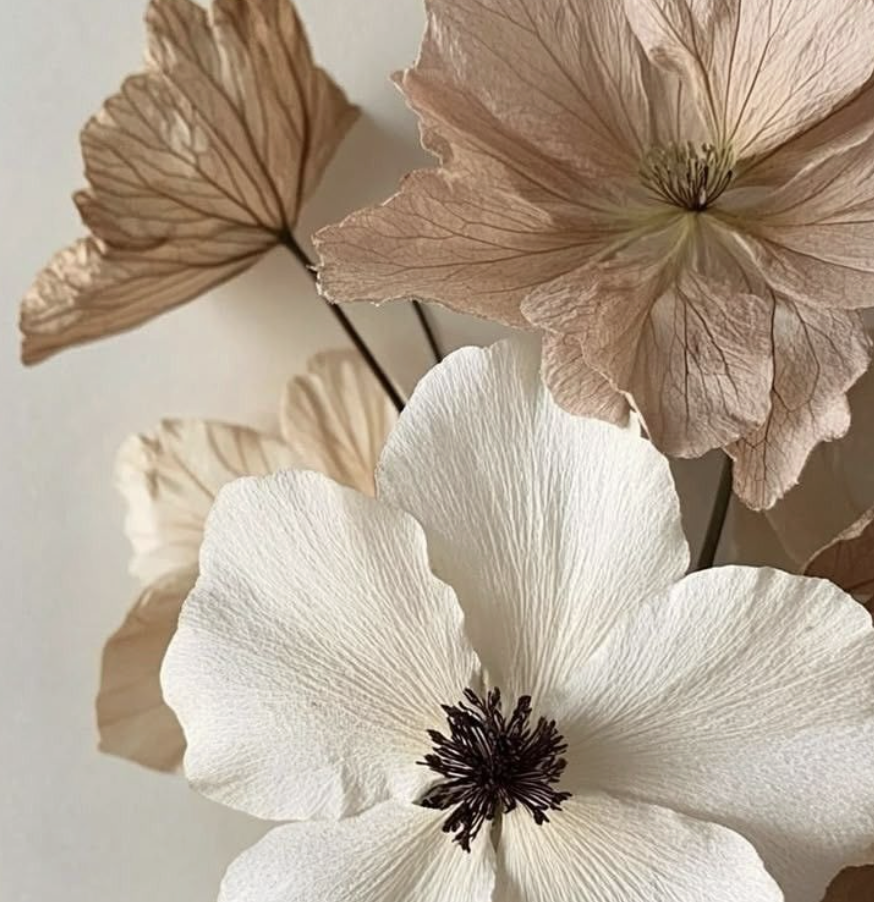 Close-up of dried beige and white flowers with dark centers.