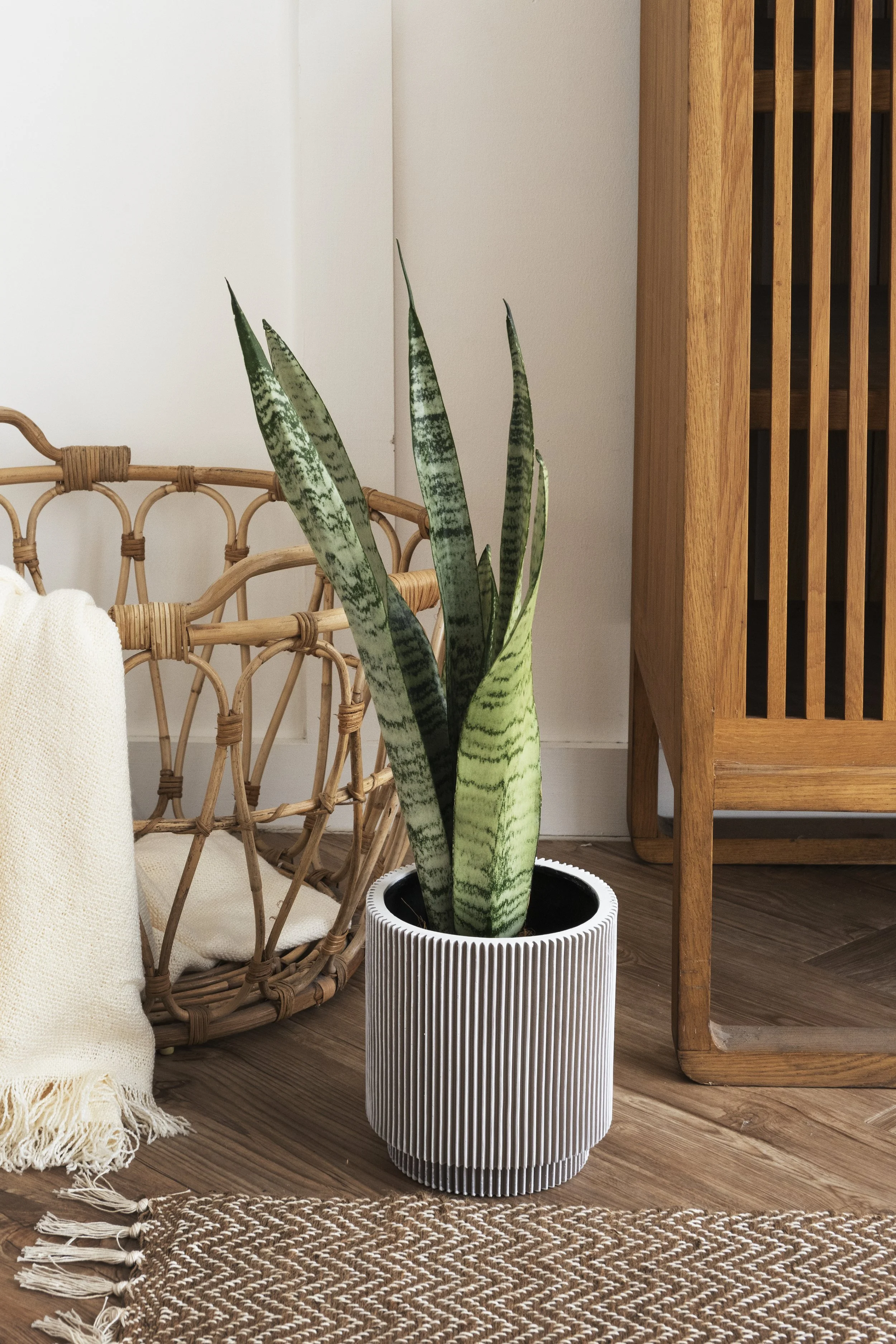 A large snake plant with variegated green leaves in a white, vertically ribbed planter, placed on wood floor next to a rattan chair with a cream-colored scarf draped over it, and a wooden cabinet with a slatted door in the background.