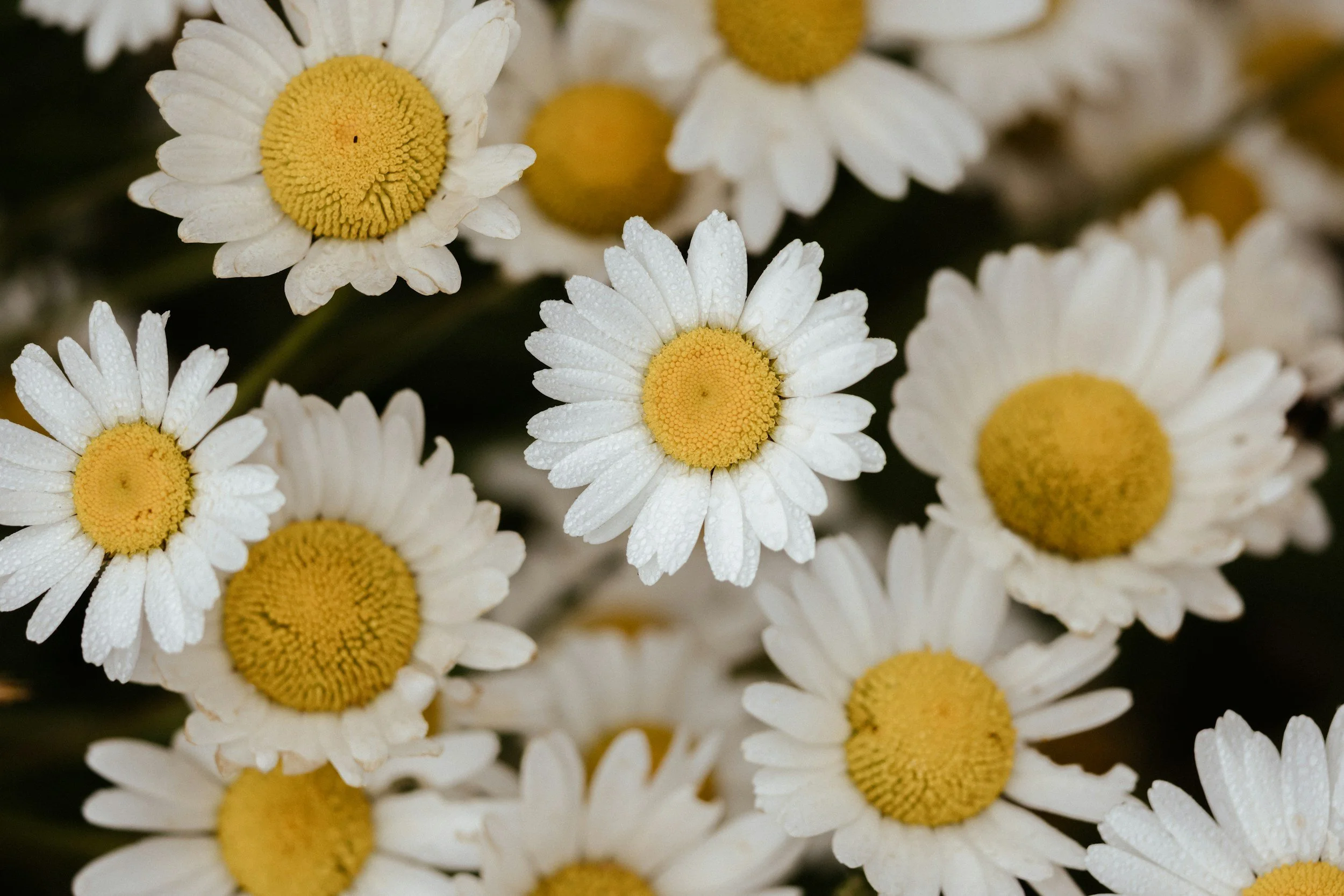 Weiße Kamillblumen mit gelben Zentren, einige mit Wassertropfen