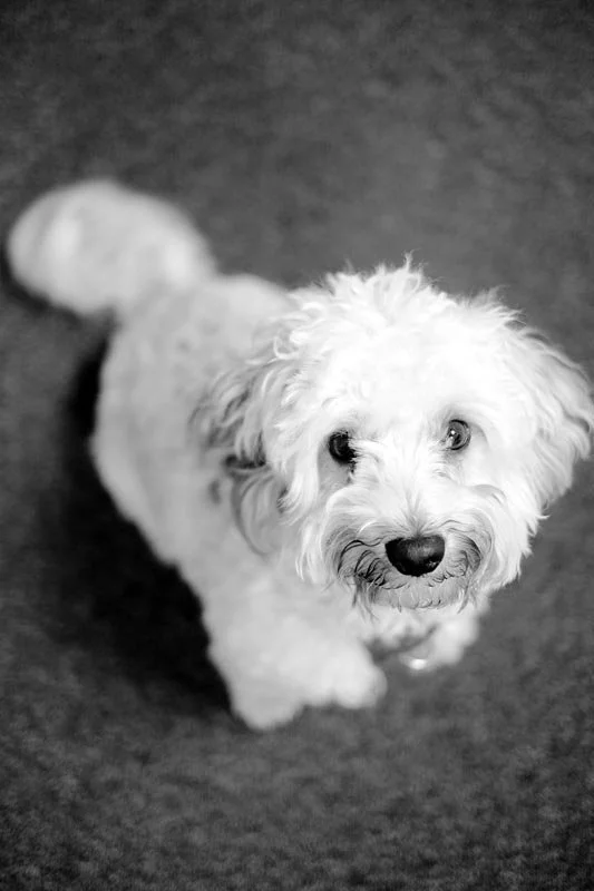 Hund im Büro des Architekturbüros Atelier Seiffarth in Leipzig