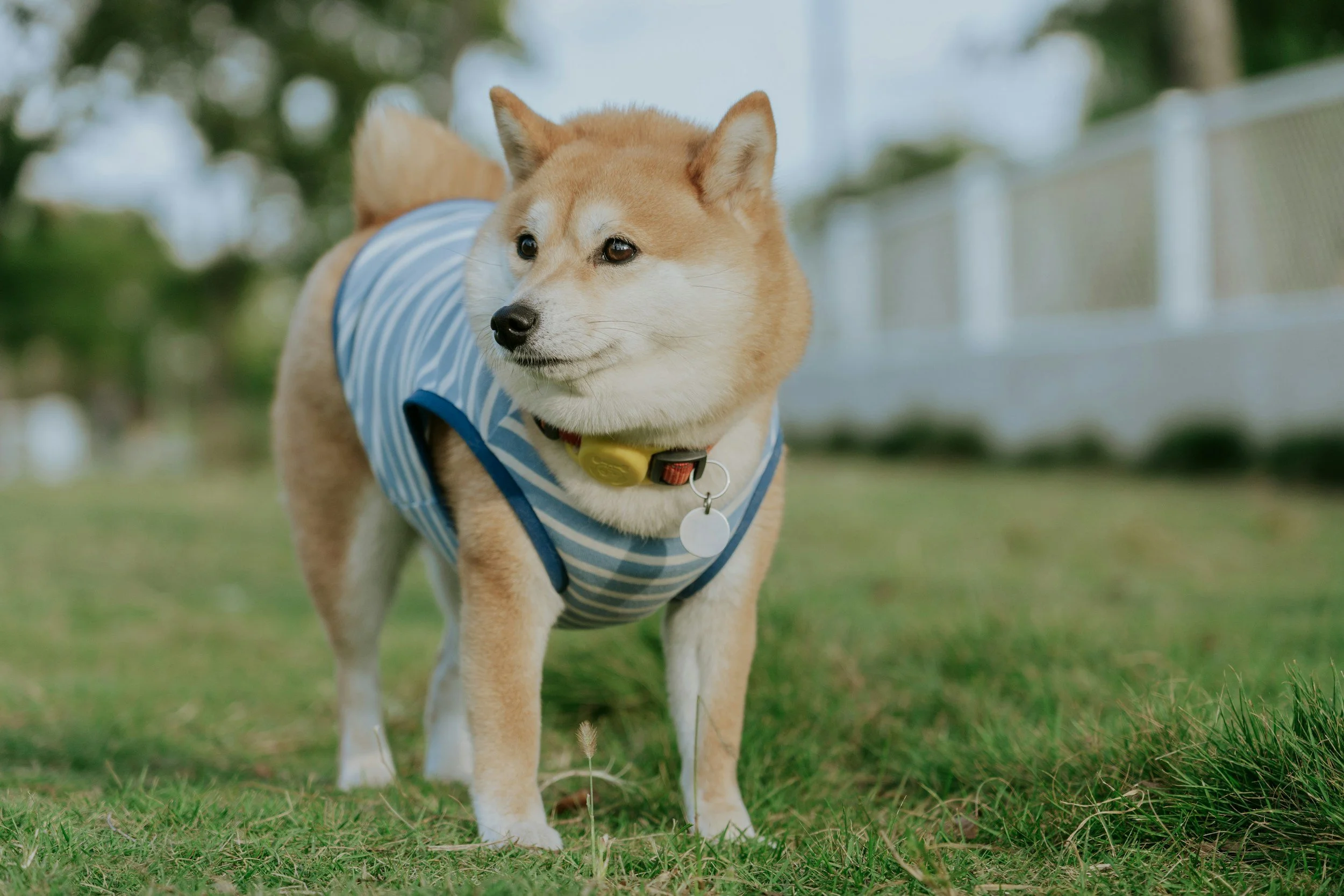A Shiba Inu dog wearing a blue and white striped shirt, standing on grass in a park with trees and a white fence in the background.