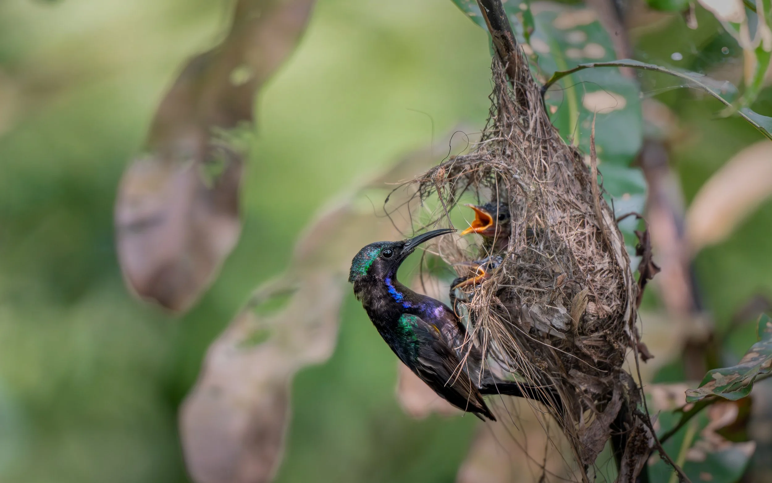 SoraMiyazawa_Crikey_Kids_15_to_17_Years_copperthroatedsunbird.jpg