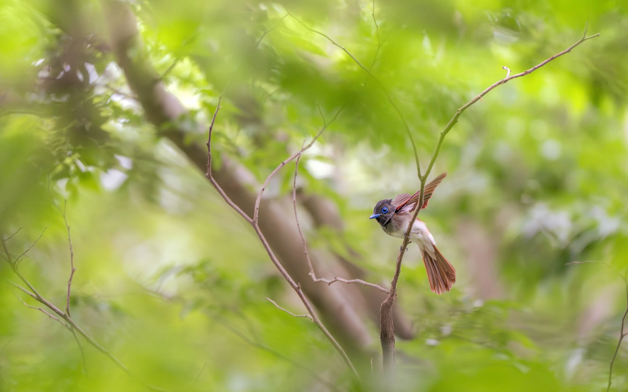 SoraMiyazawa_Crikey_Kids_15_to_17_Years_paradiseflycatcher.jpg