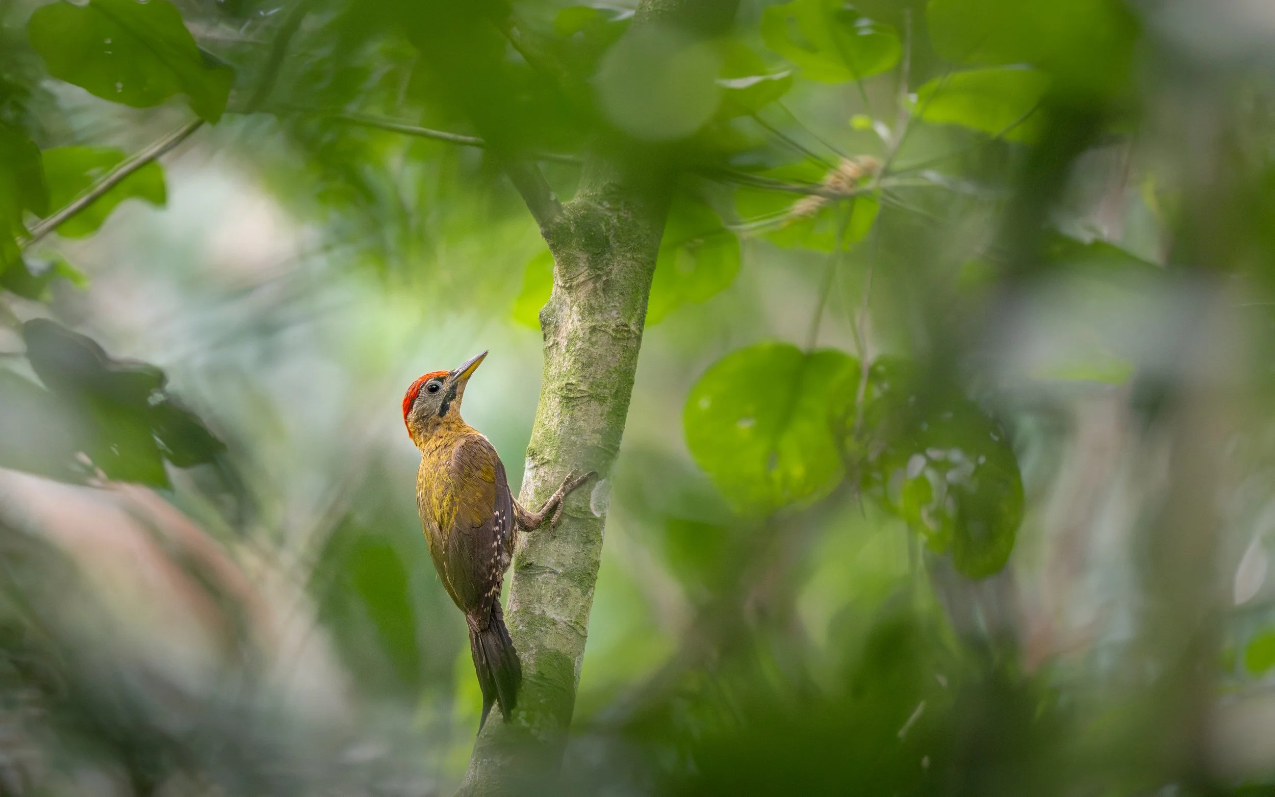 SoraMiyazawa_Crikey_Kids_15_to_17_Years_lacedwoodpecker.jpg