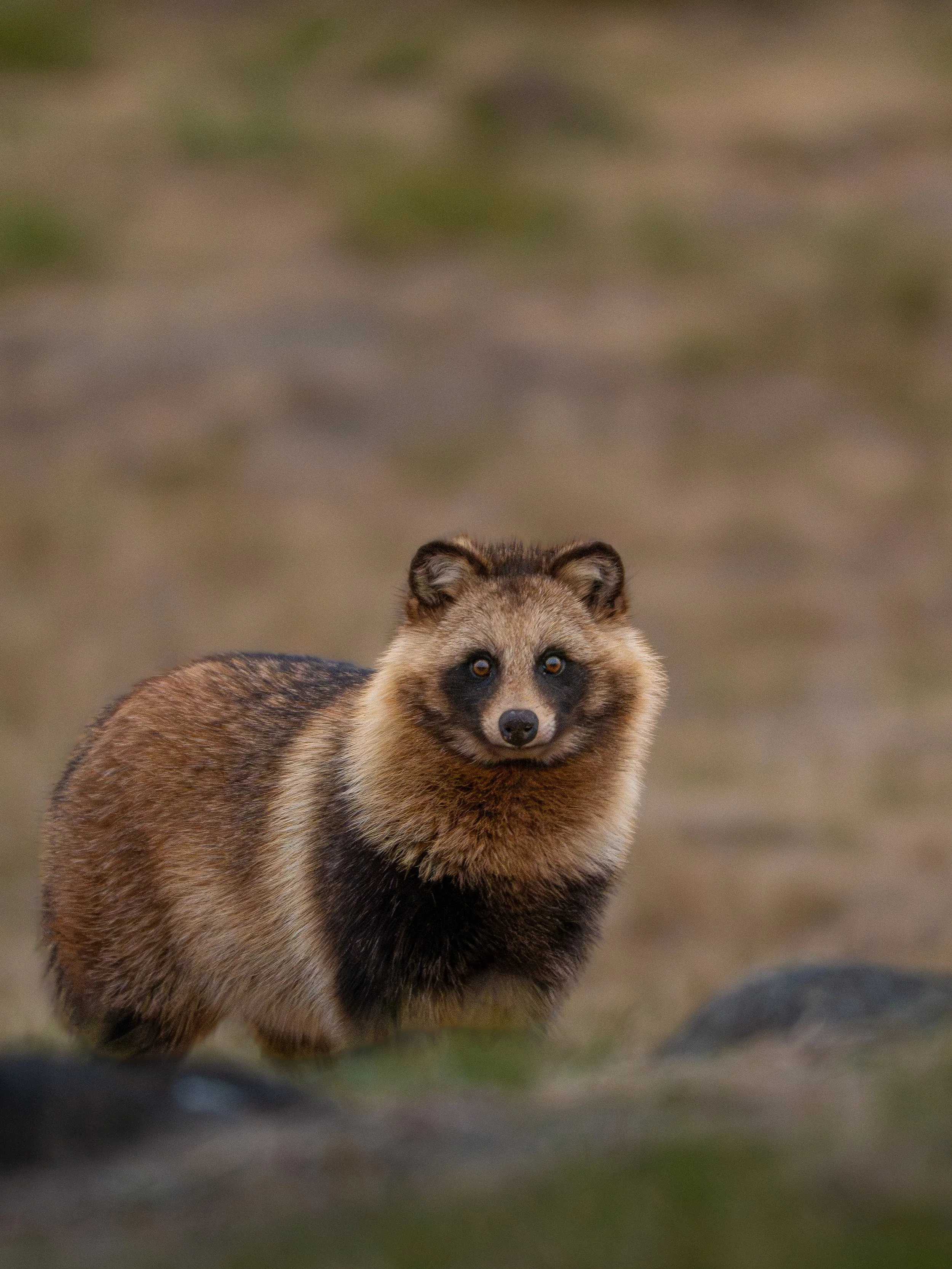 Tanuki Portrait

