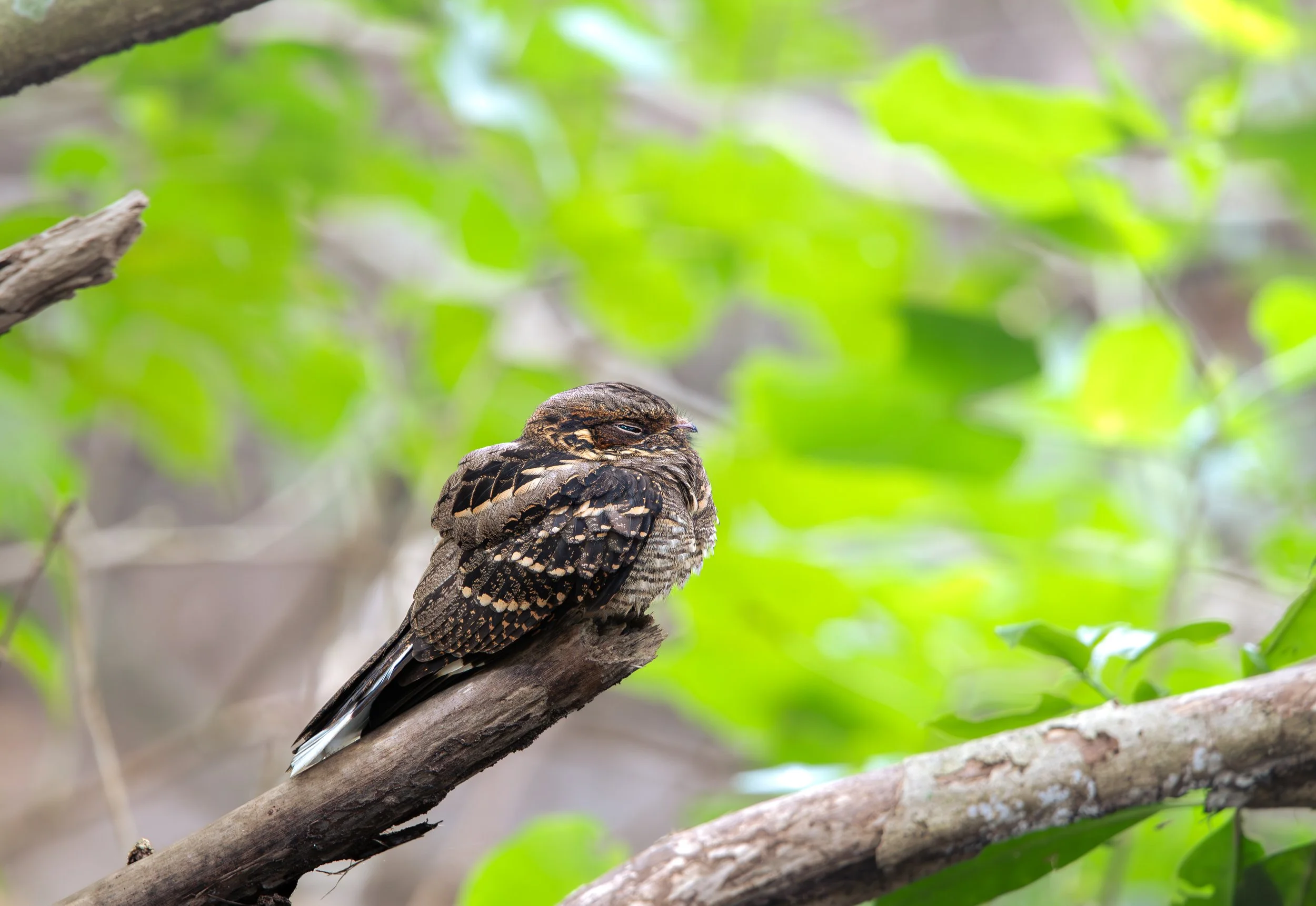 SoraMiyazawa_youth_nightjar.jpg
