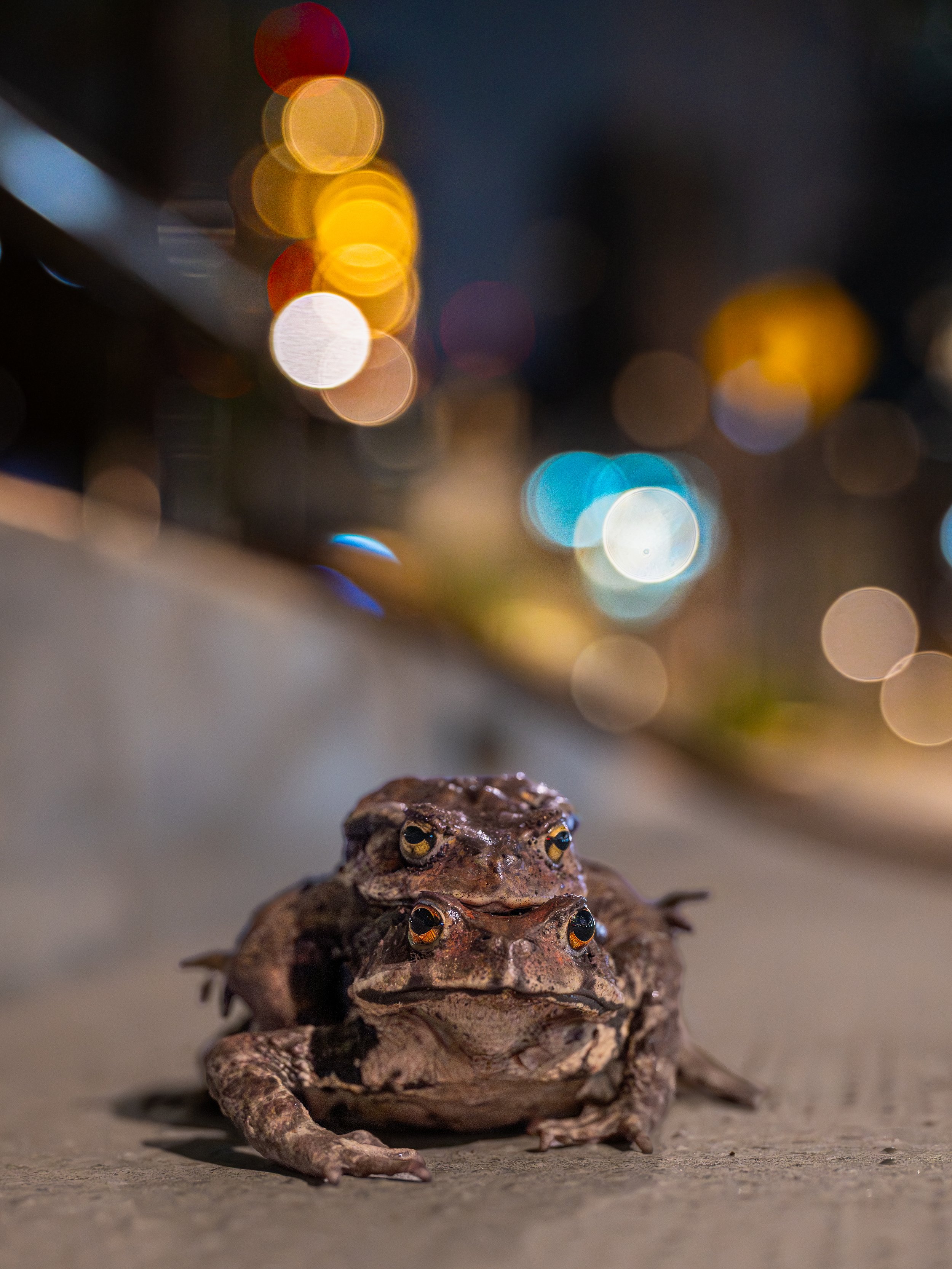 DSC_1631.jpg