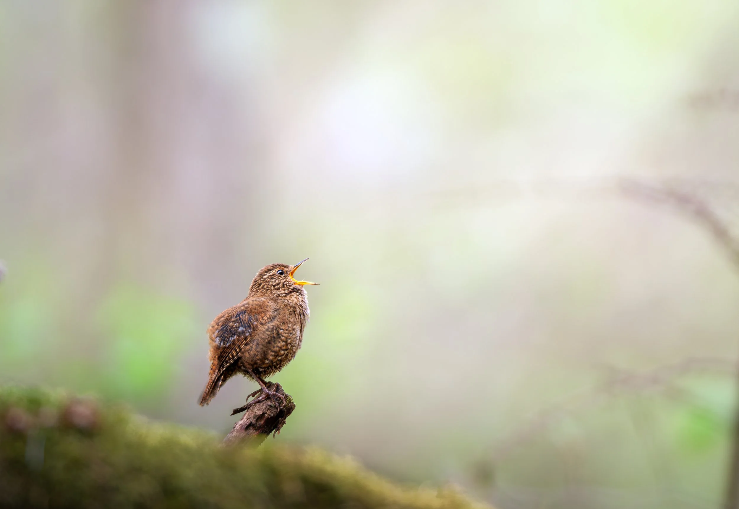 Best Eurasian Wren.jpg