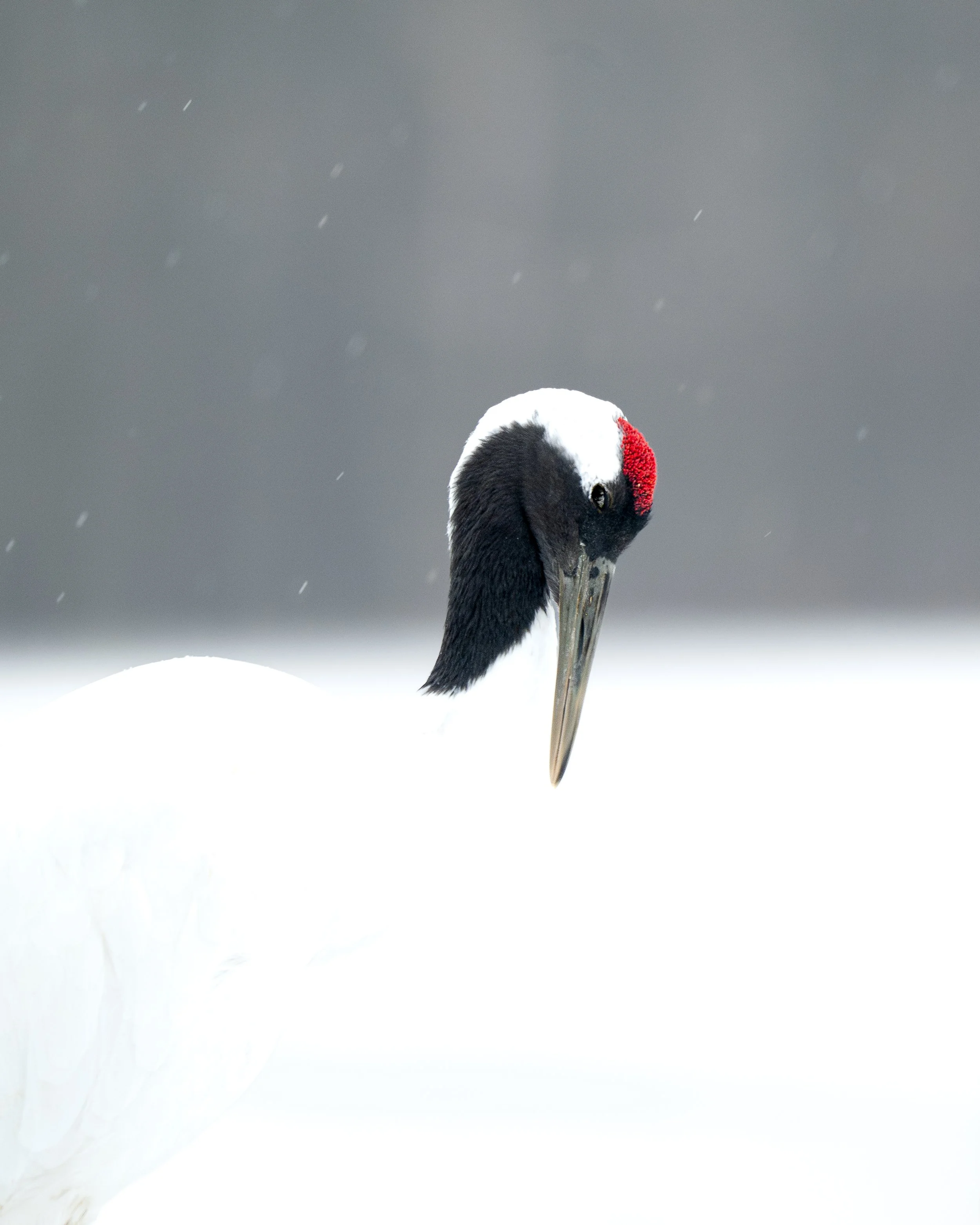 DSC_0205.jpg