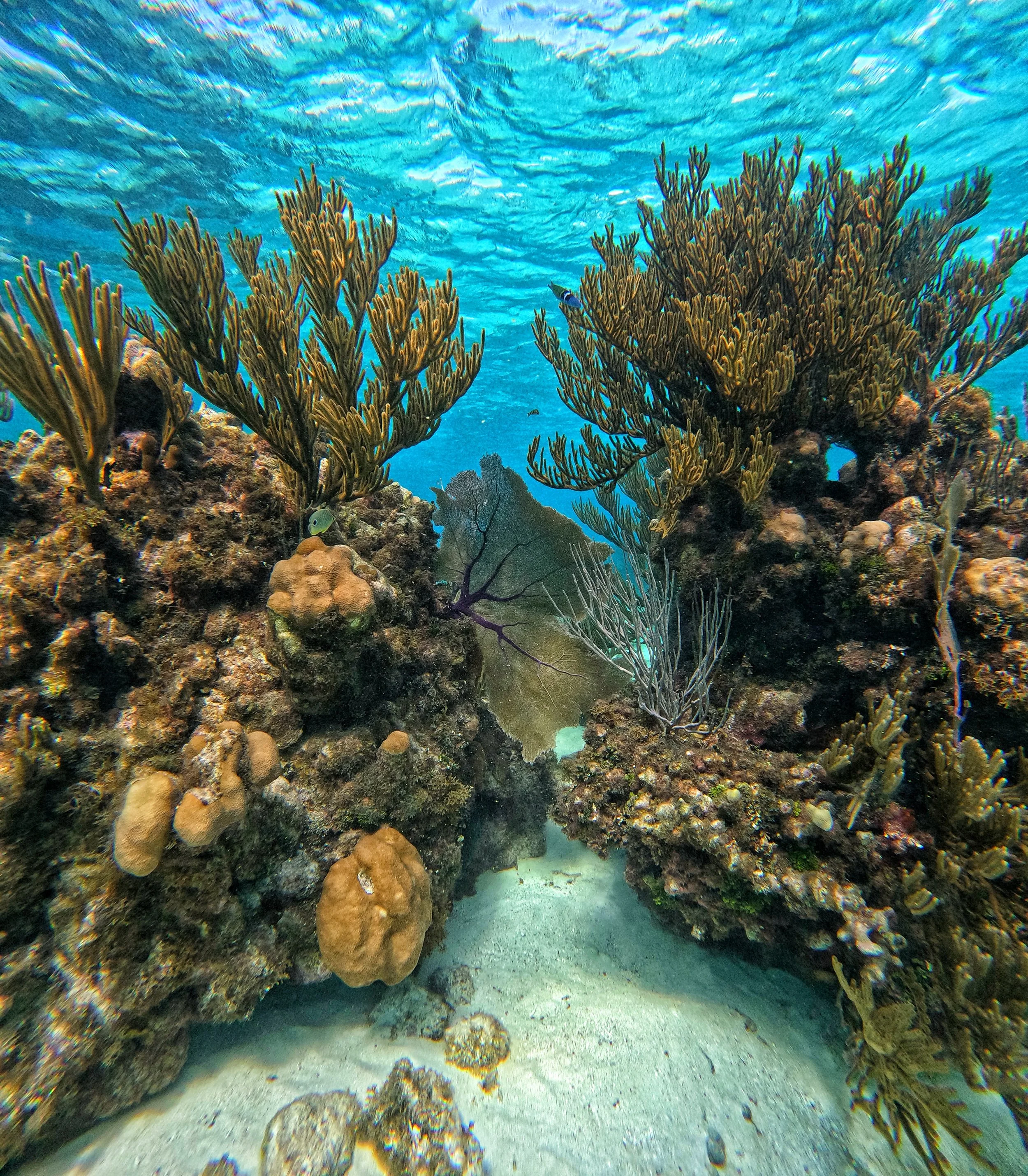 Coral.JPG