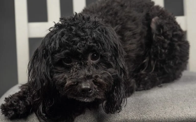 Storm, a mini Labradoodle and proud member of the team at M. Taveras, PsyD & Company Psychological Services, where I serve as the Chief Comfort Officer.