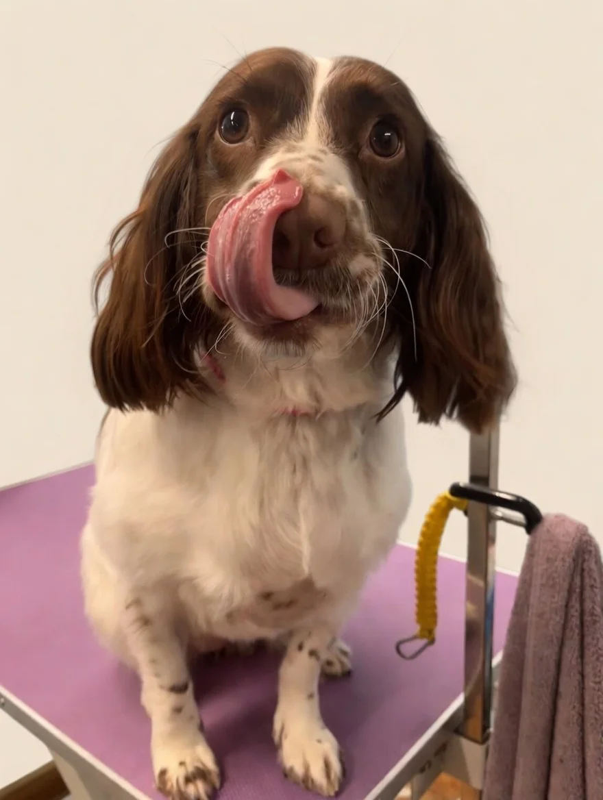 A brown and white dog with long ears sitting on a grooming table, licking its nose, at a veterinary or grooming clinic.