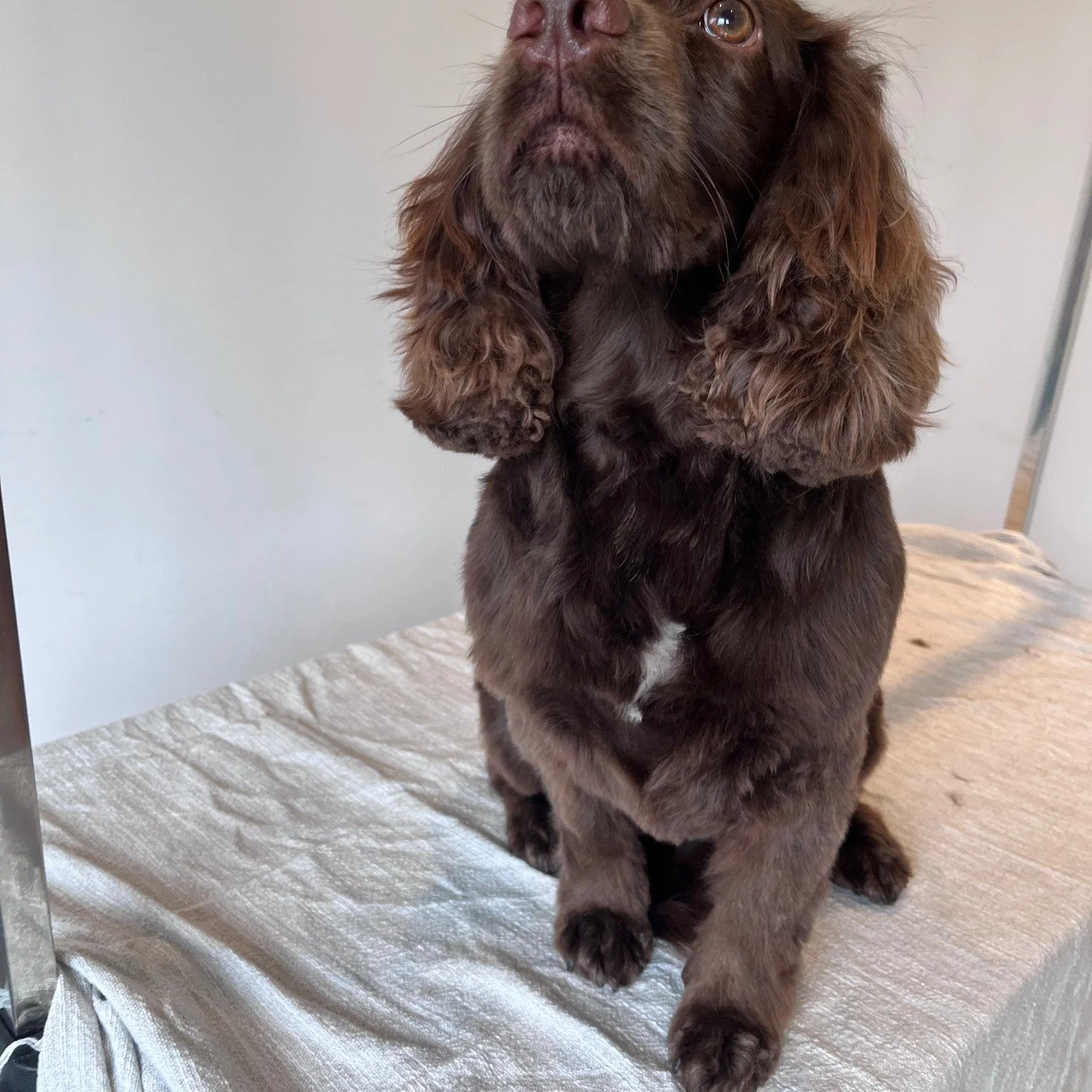 Freshly groomed and feeling fancy 😍

Swipe to see every angle of this freshly pampered pup 💛...

Want your pup looking this happy and relaxed? Message me or use the booking link to get booked in! 🐾

📍 Based in ST7
💻 Book your appointment online 