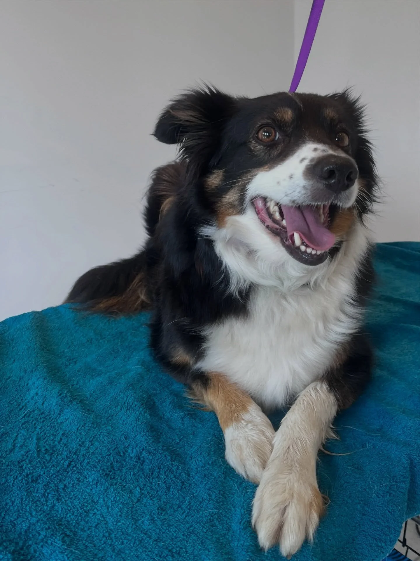 When they realise grooming isn&rsquo;t actually that bad 😅

&hellip; Mid-groom smiles are my favourite 🤍🐾

Limited appointments left for next week. Message me or book online. 

📍ST7
💻calmcaninegrooming.com
🎉10% off for new customers using FIRST