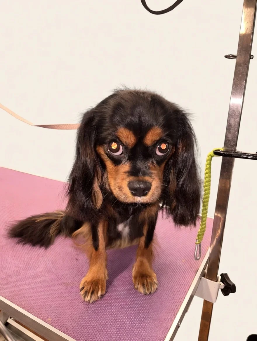 A small black and brown long-haired dog, possibly a Dachshund, sitting on a pink grooming table at a pet grooming salon.