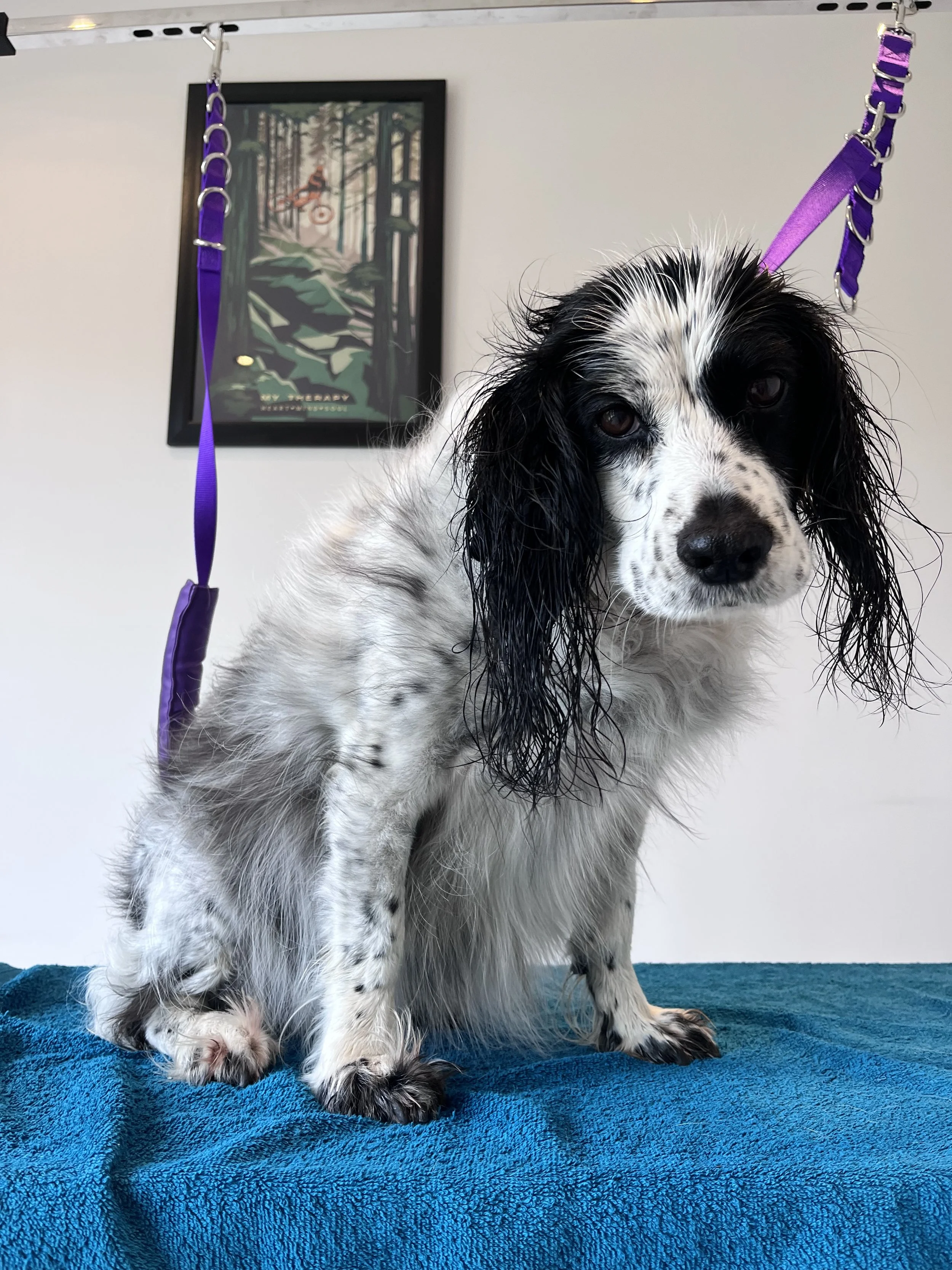 Wet black-and-white spaniel puppy with long ears sitting on a blue towel in a grooming or veterinary setting, with a framed poster of a forest and mountain biker on the wall behind.