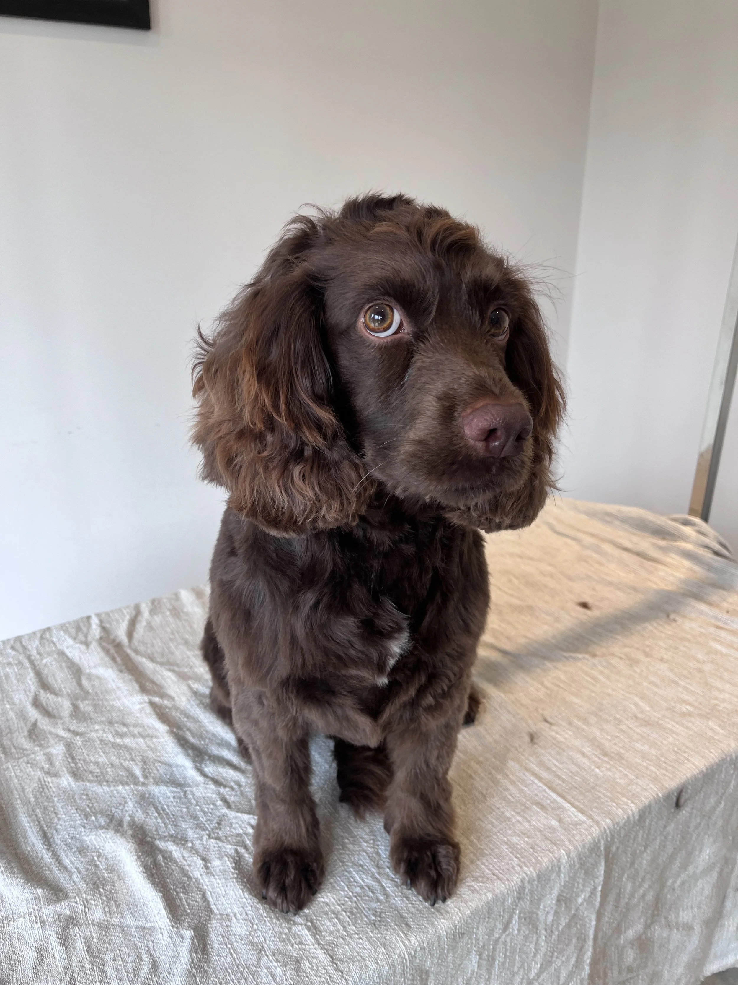 A brown puppy with long ears and light-colored eyes sitting on a beige textured surface indoors.