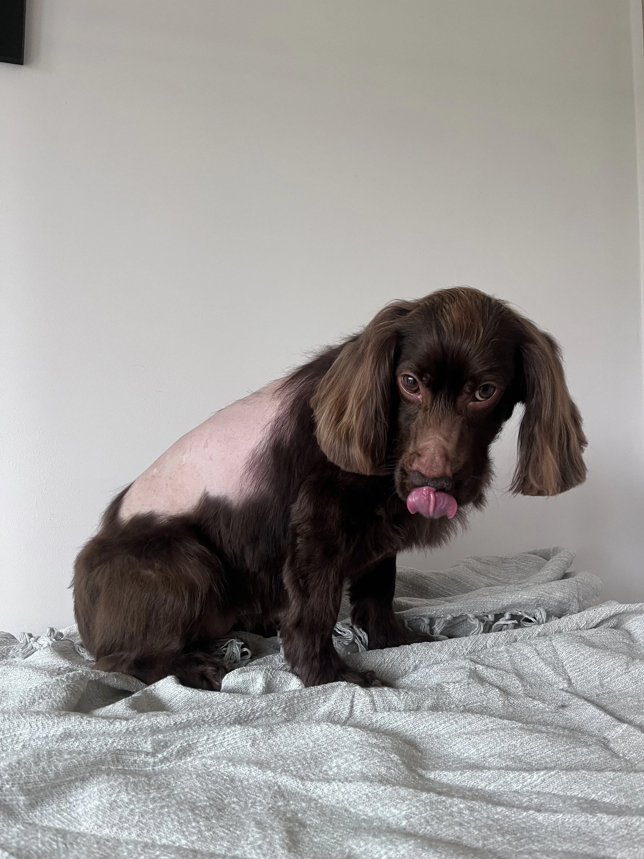 A brown and tan long-haired Dachshund with a hairless patch on its side, sitting on a textured gray bedspread, licking its nose.