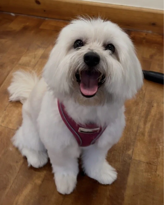 A happy white dog with a pink harness sitting on a wooden floor, looking up at the camera with an open mouth and bright eyes.