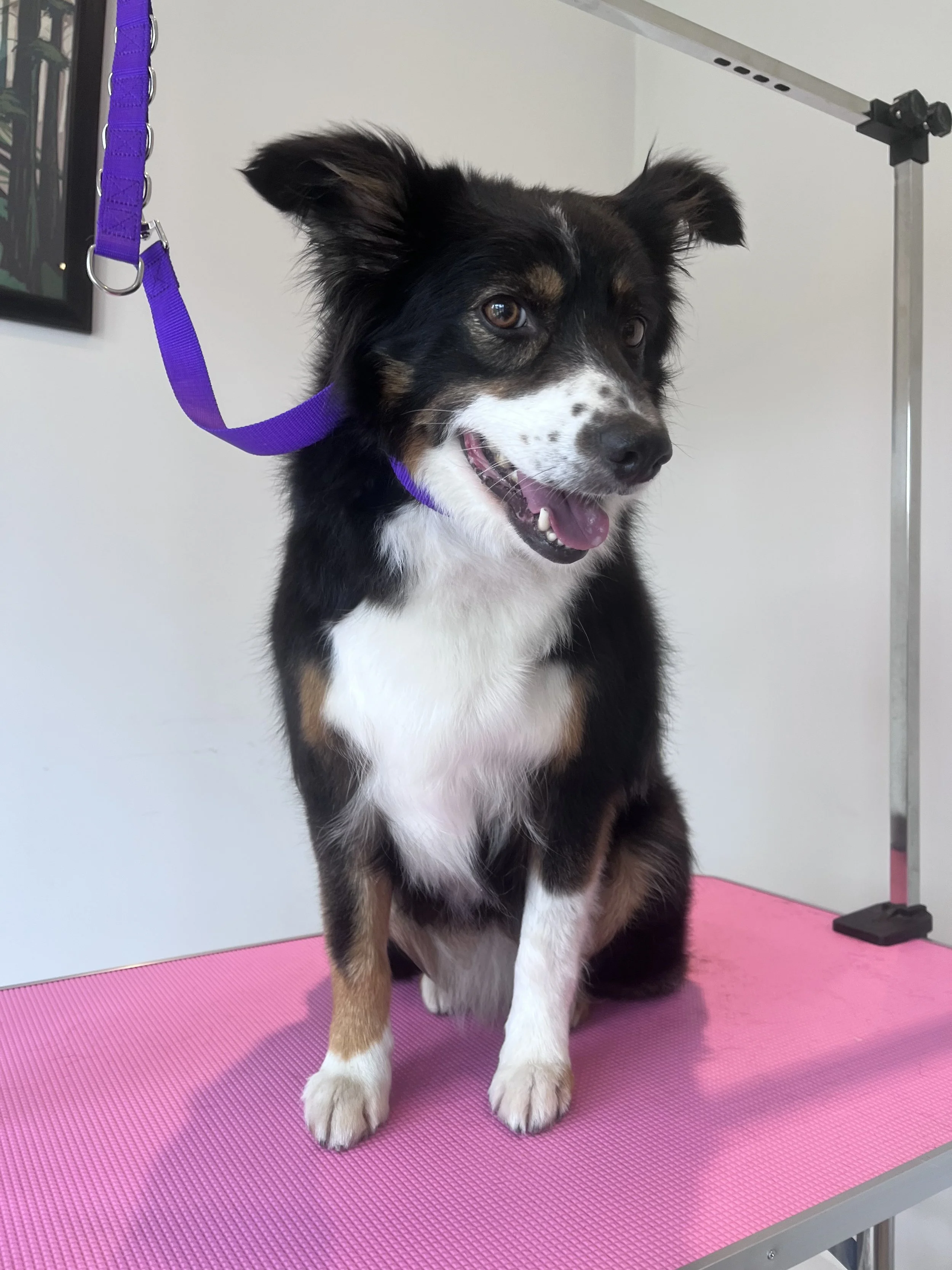 A happy Australian Shepherd dog with black, white, and brown fur sitting on a pink grooming table, attached to a purple leash, with a white wall and grooming arm in the background.